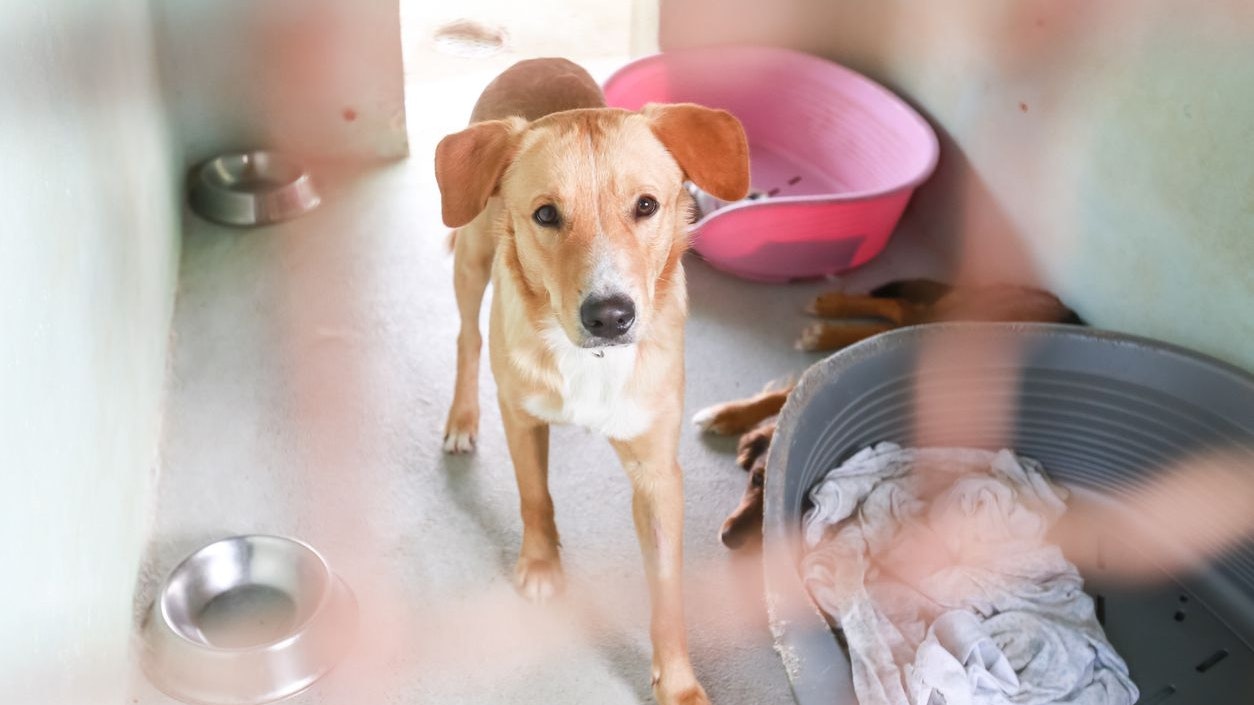 Heute.at - Wien! 950 gefundene Haustiere nur im Sommer