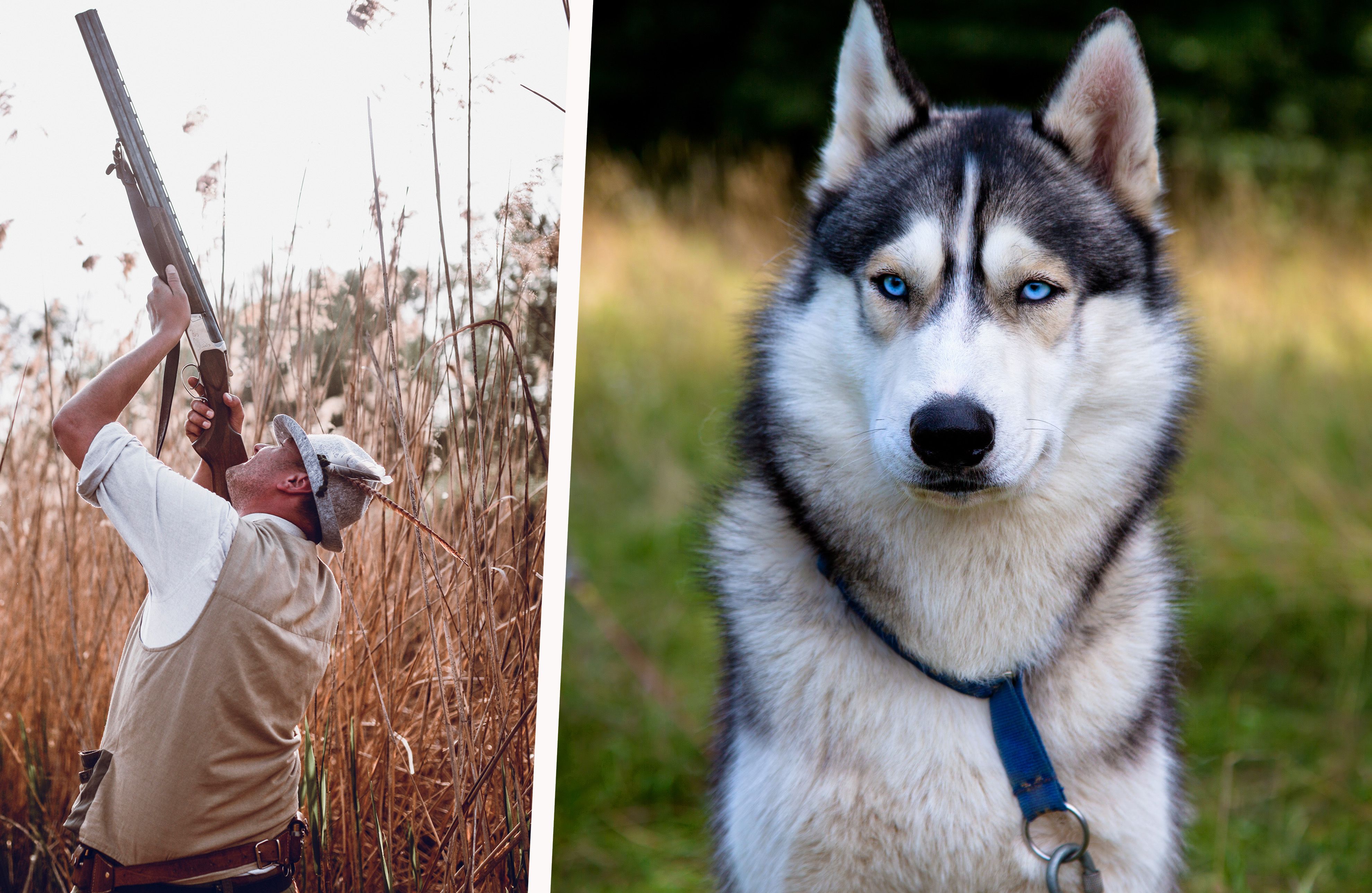 Jäger drückte im Südburgenland ab – Husky 