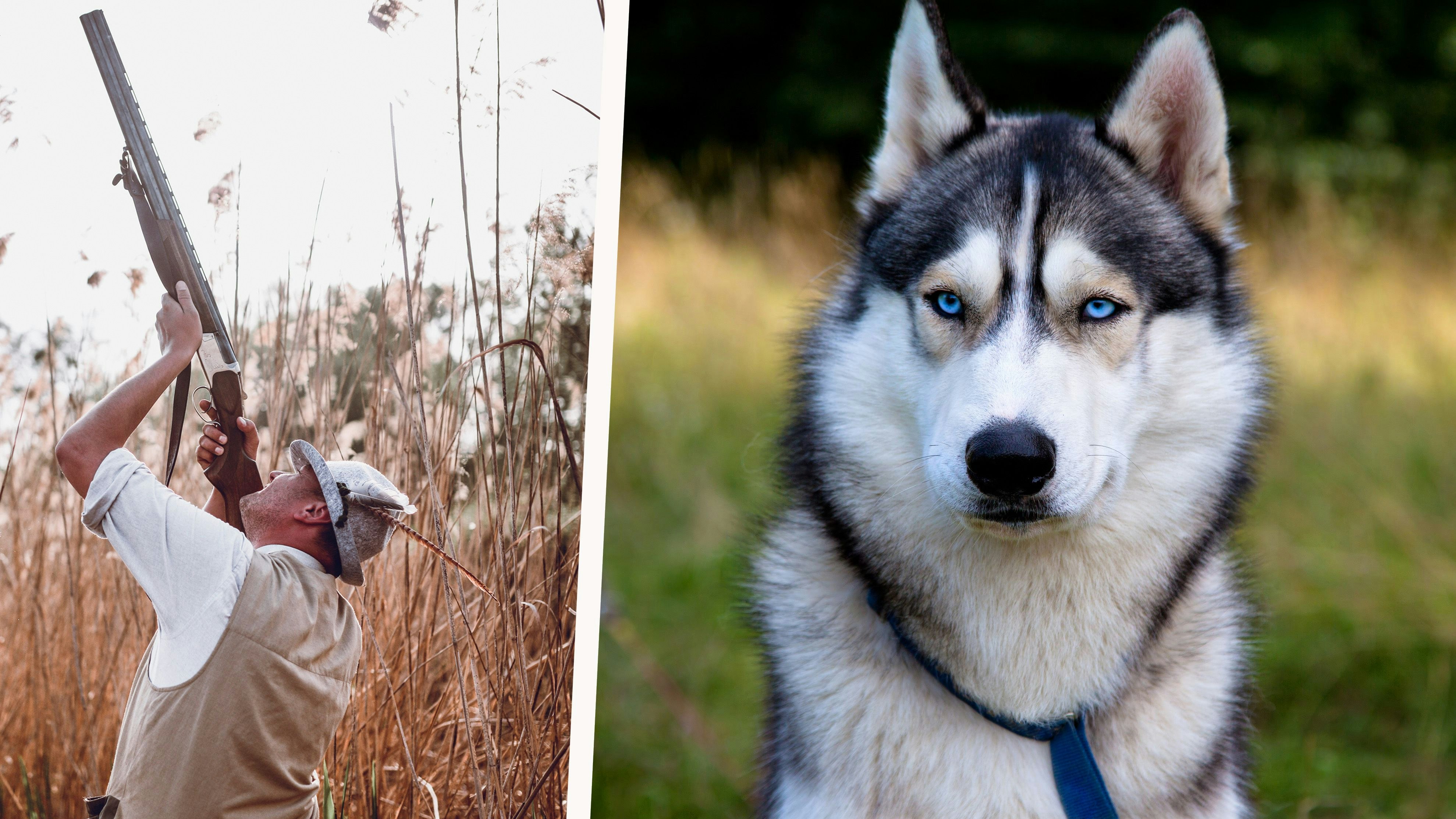 Heute.at - Husky Luna erschossen: Jäger drückte im Wildgehege ab
