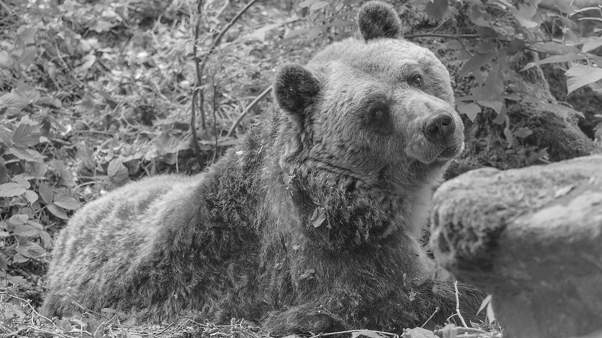 Heute.at - Wir nehmen Abschied von Vier-Pfoten-Bär Mark