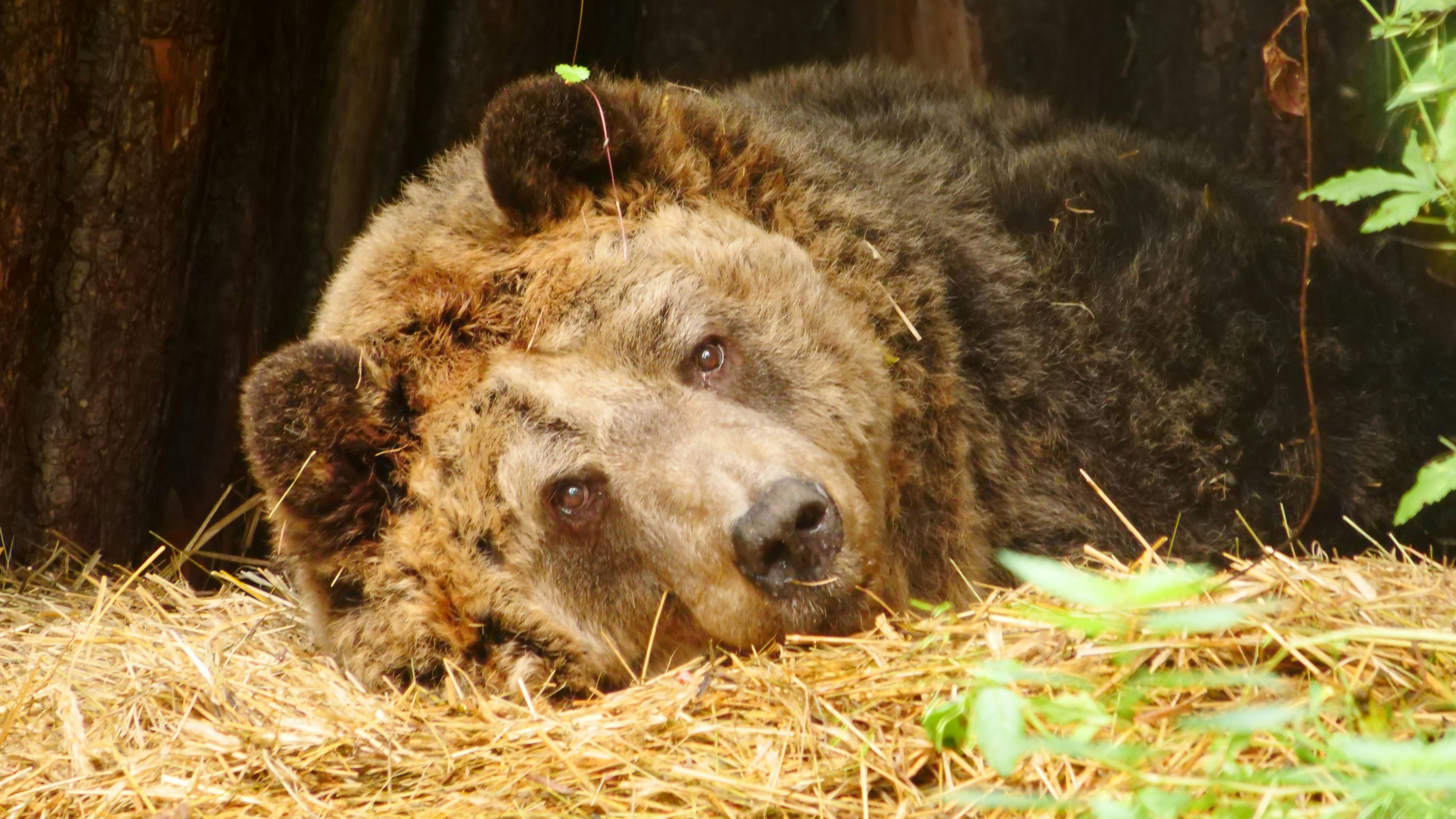 "Mark" war der letzte Restaurantbär in Albanien und somit (traurigerweise) etwas ganz Besonderes.