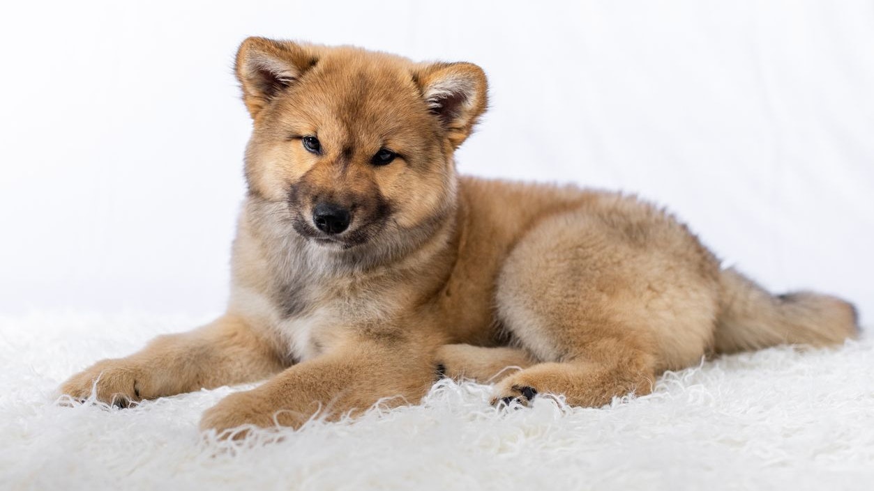 Die Welpen sehen ein bisschen aus wie eine Mischung aus Wolf und Fuchs, oder? 