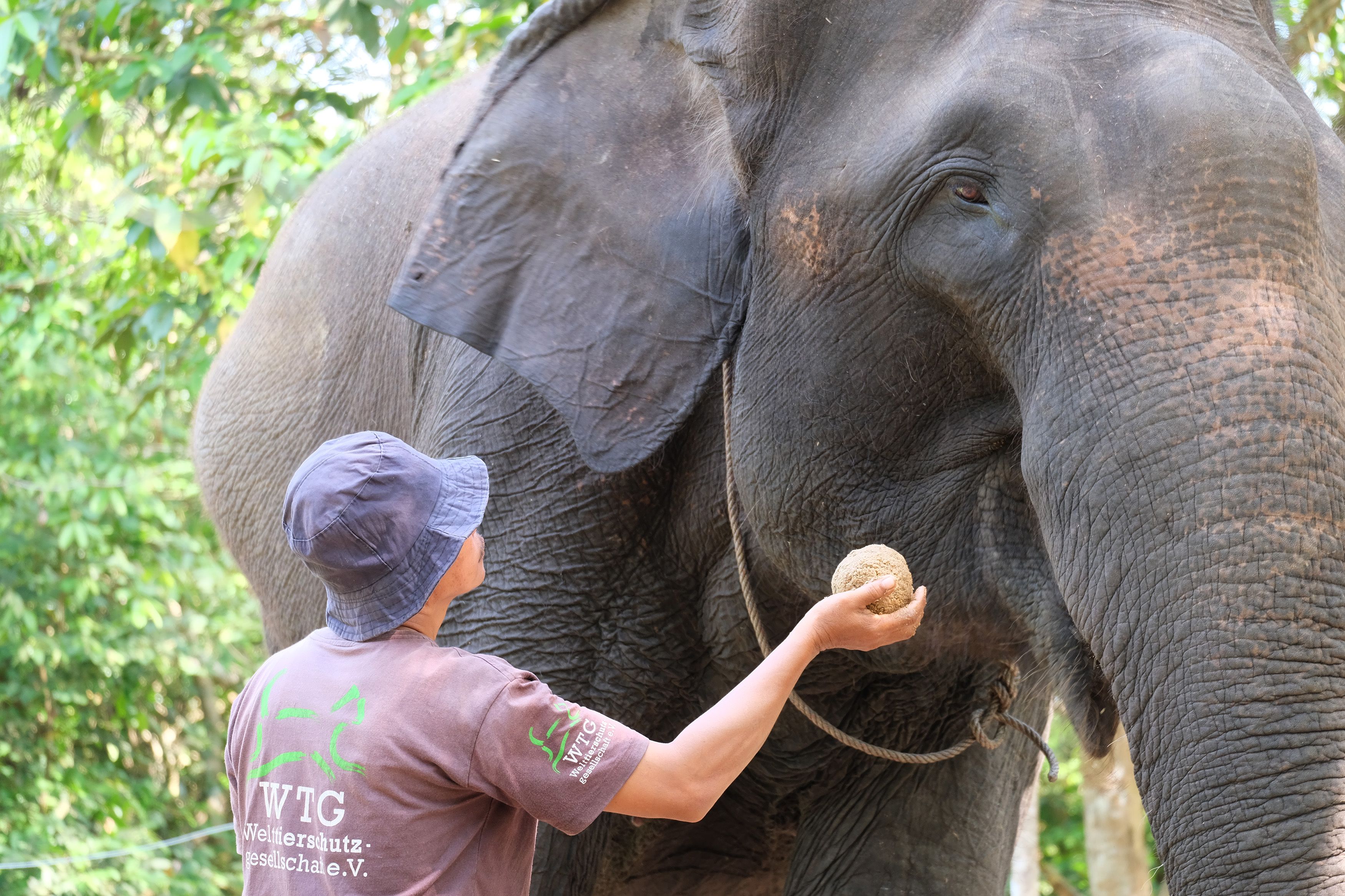 26 bedrohte Sumatra-Elefanten dürfen endlich ihr Leben genießen, doch wie lange noch?