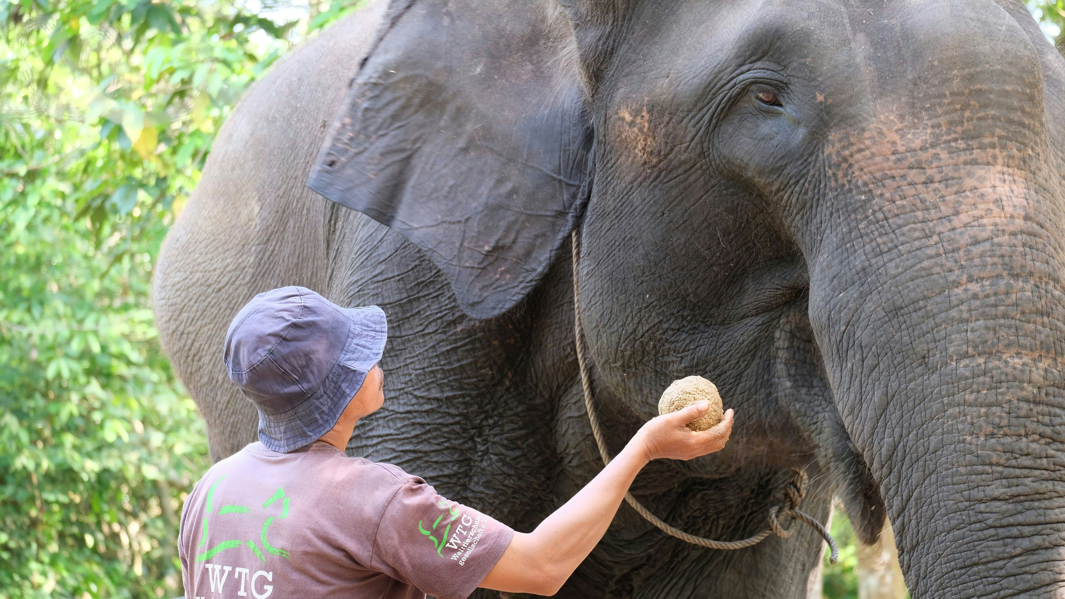 Heute.at - Müssen gerettete Elefanten zurück ins Gefängnis?