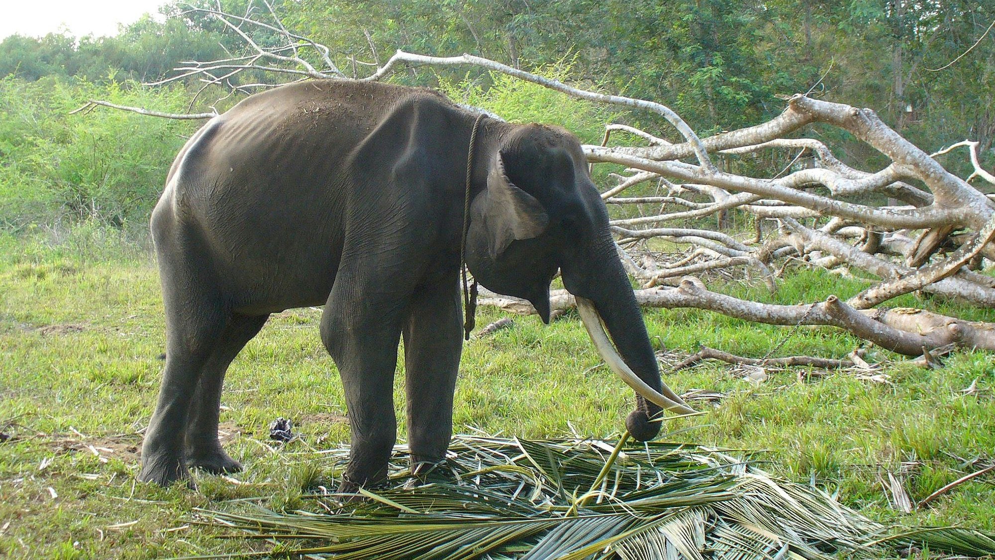 Hier sieht man Elefant "Rendi" in einem staatlichen Camp. Seine Rippen stehen hervor und er zeigt Ansätze von Stereotypen. 