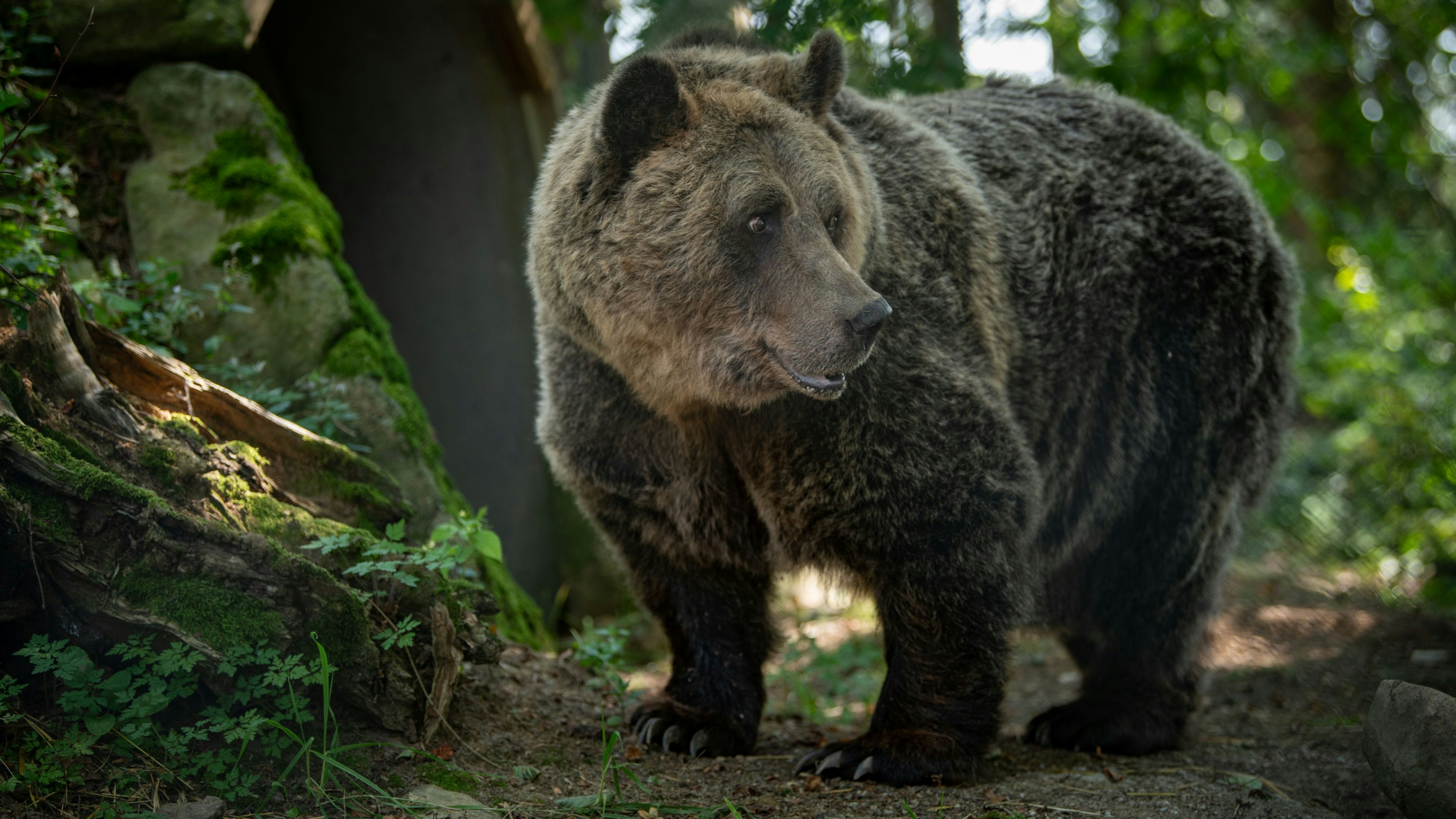 20 Jahre Gefangenschaft hatten natürlich ihre Spuren an dem Braunbären hinterlassen. 