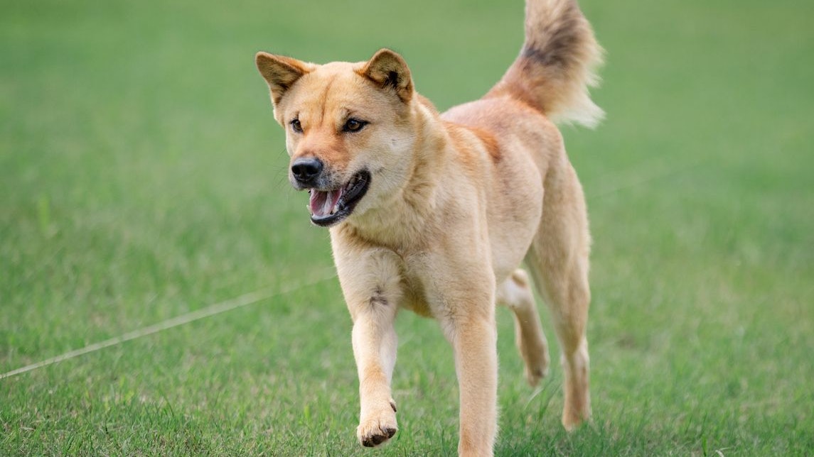 "Jindos" sind überdurchschnittlich intelligent. 