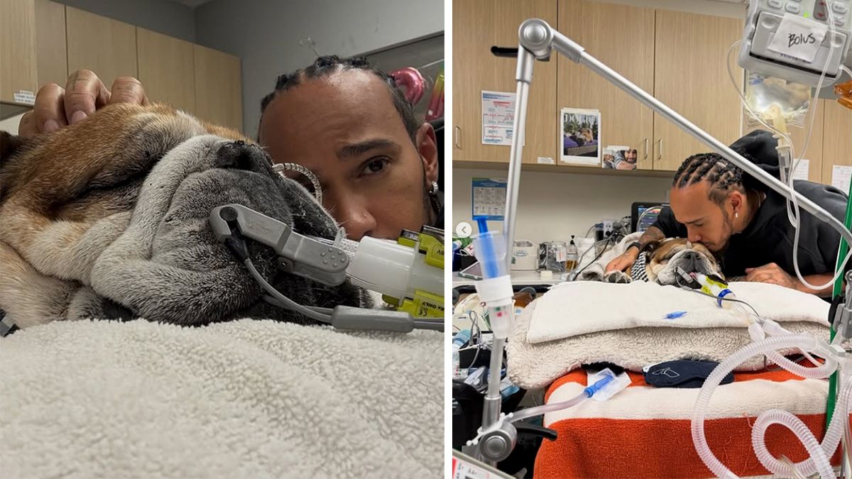 Lewis Hamilton bangt derzeit um seinen Hund. 