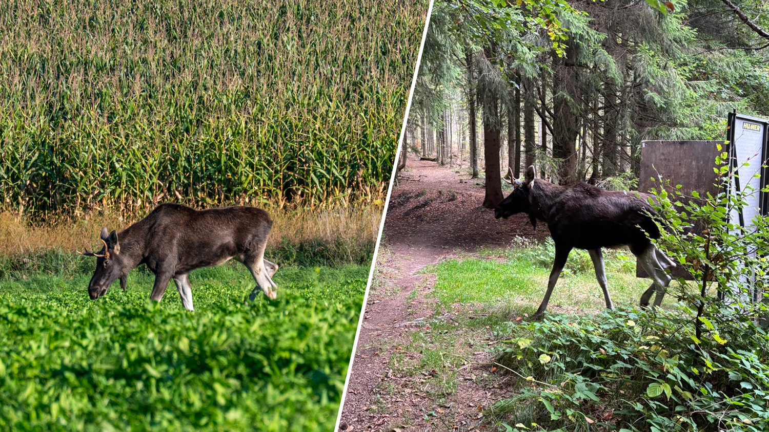 Heute.at - Emil erobert neues Revier – jetzt Appell an Wanderer