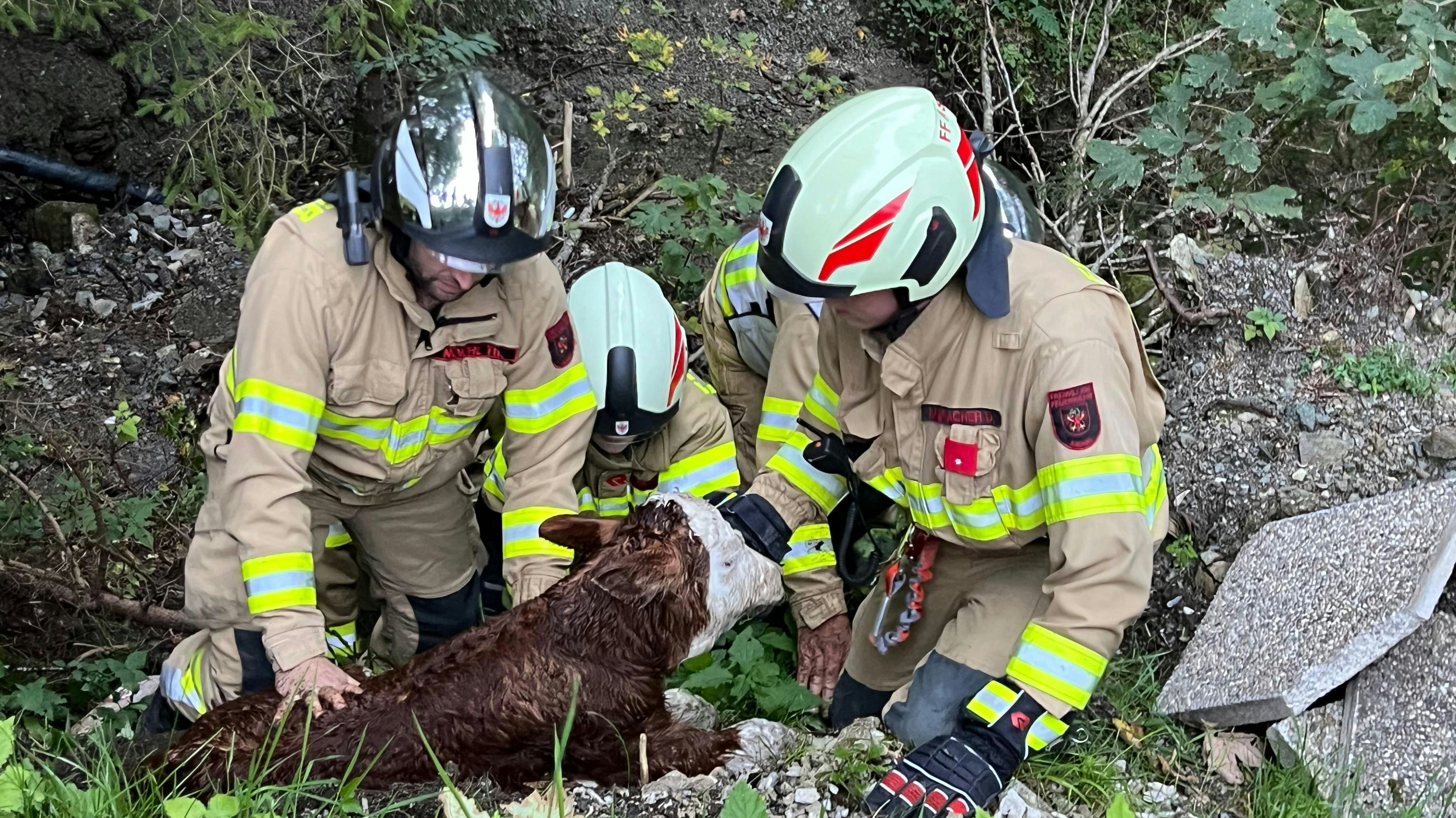 Heute.at - Kalb stürzt in Graben – doch Lucky hat großes Glück