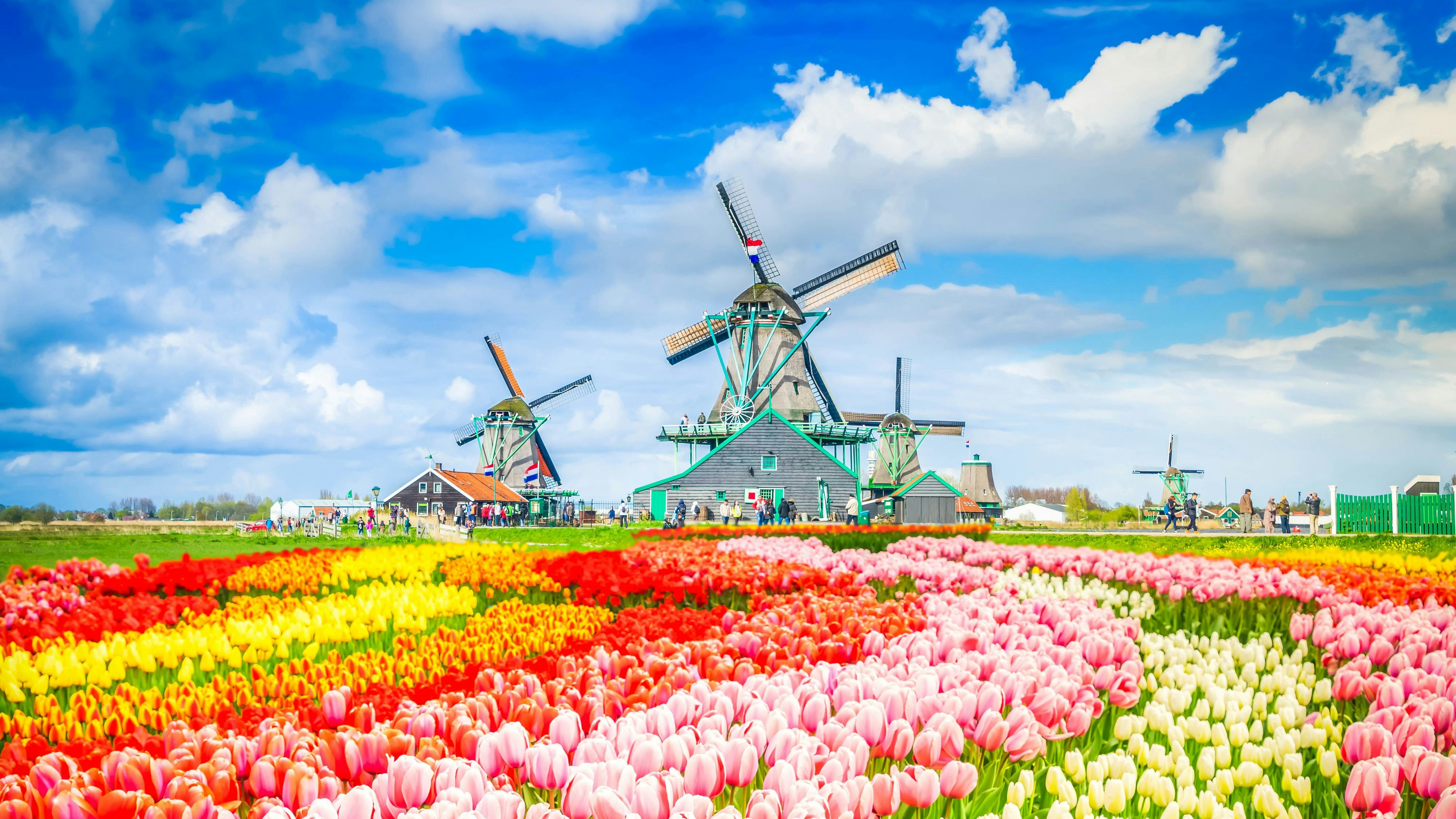Postkarten-Idylle pur: Dafür steht das nordholländische Dorf Zaanse Schans.
