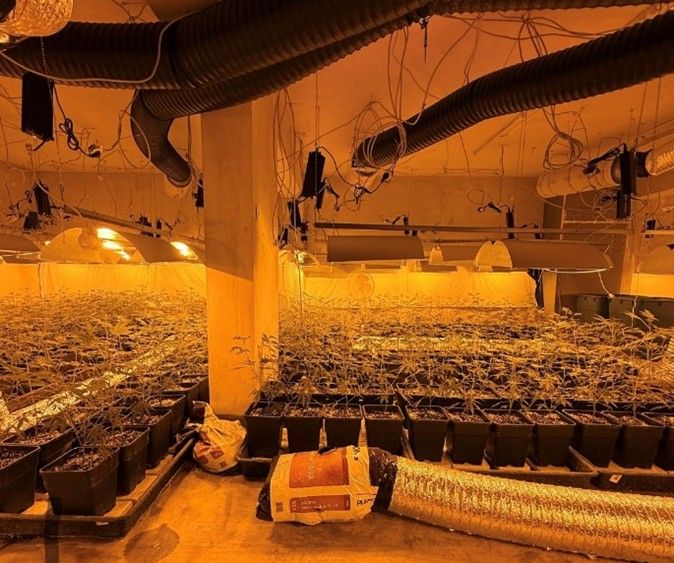 Rund 1860 Cannabispflanzen entdeckten die Ermittler in einem verlassenen Gebäude.