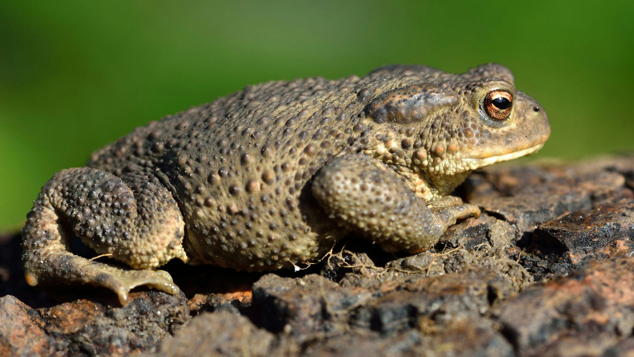 Heute.at - Warziger Besuch verdient auch die beste Pflege