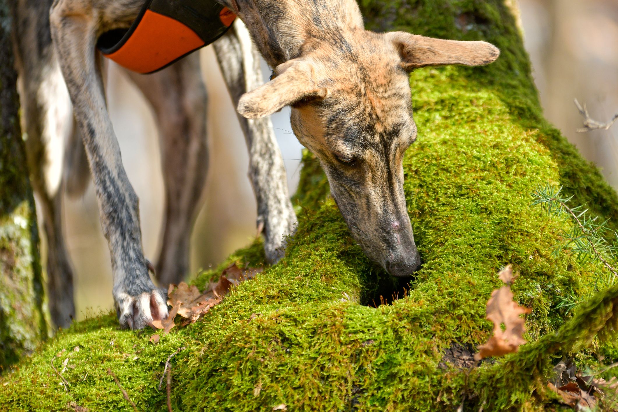 Theorethisch kann man den Hund auf fast alle Gerüche spezialisieren.