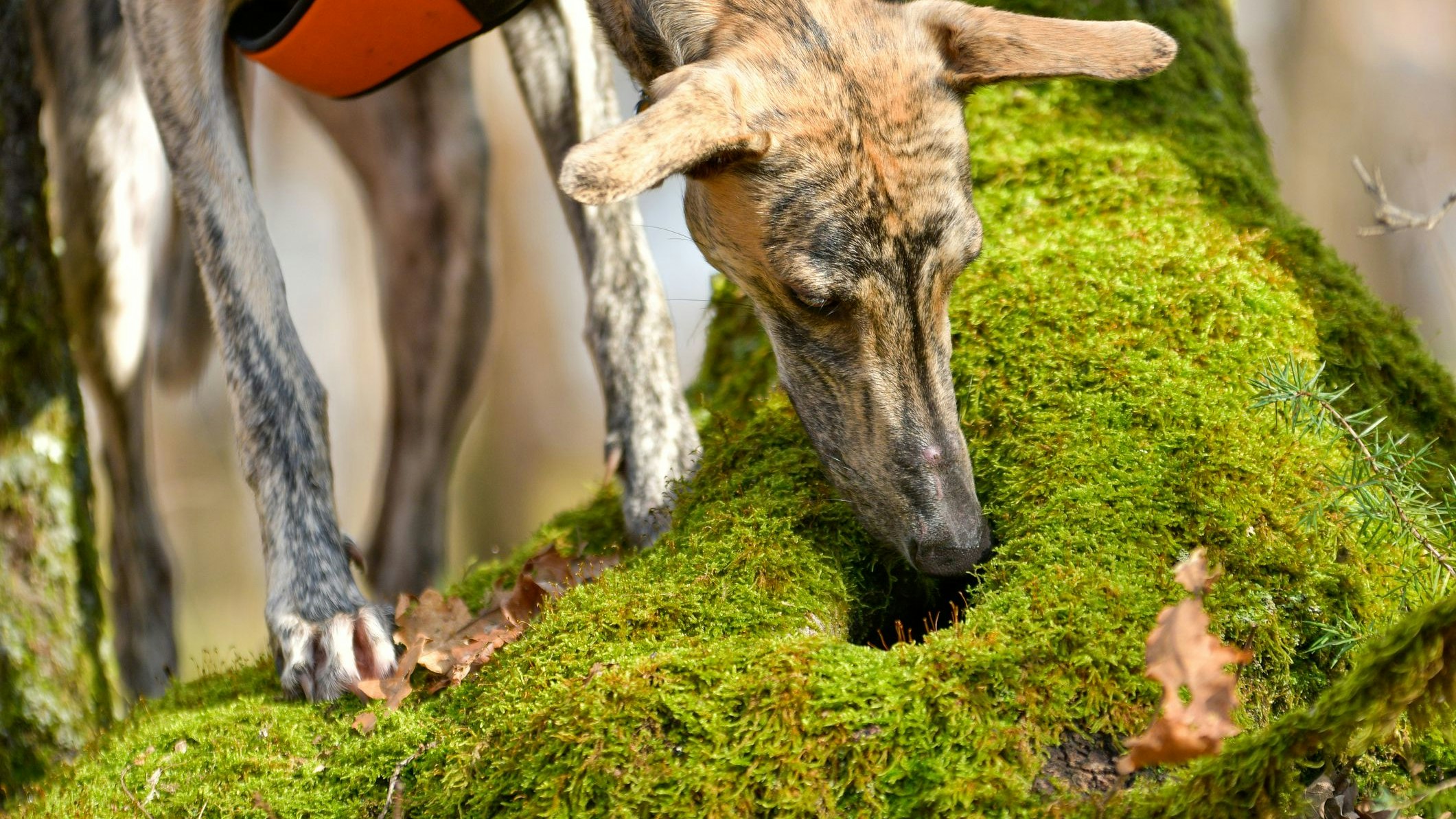 Heute.at - Gute Nase? Salzburg bezahlt Ausbildung für Spürhunde