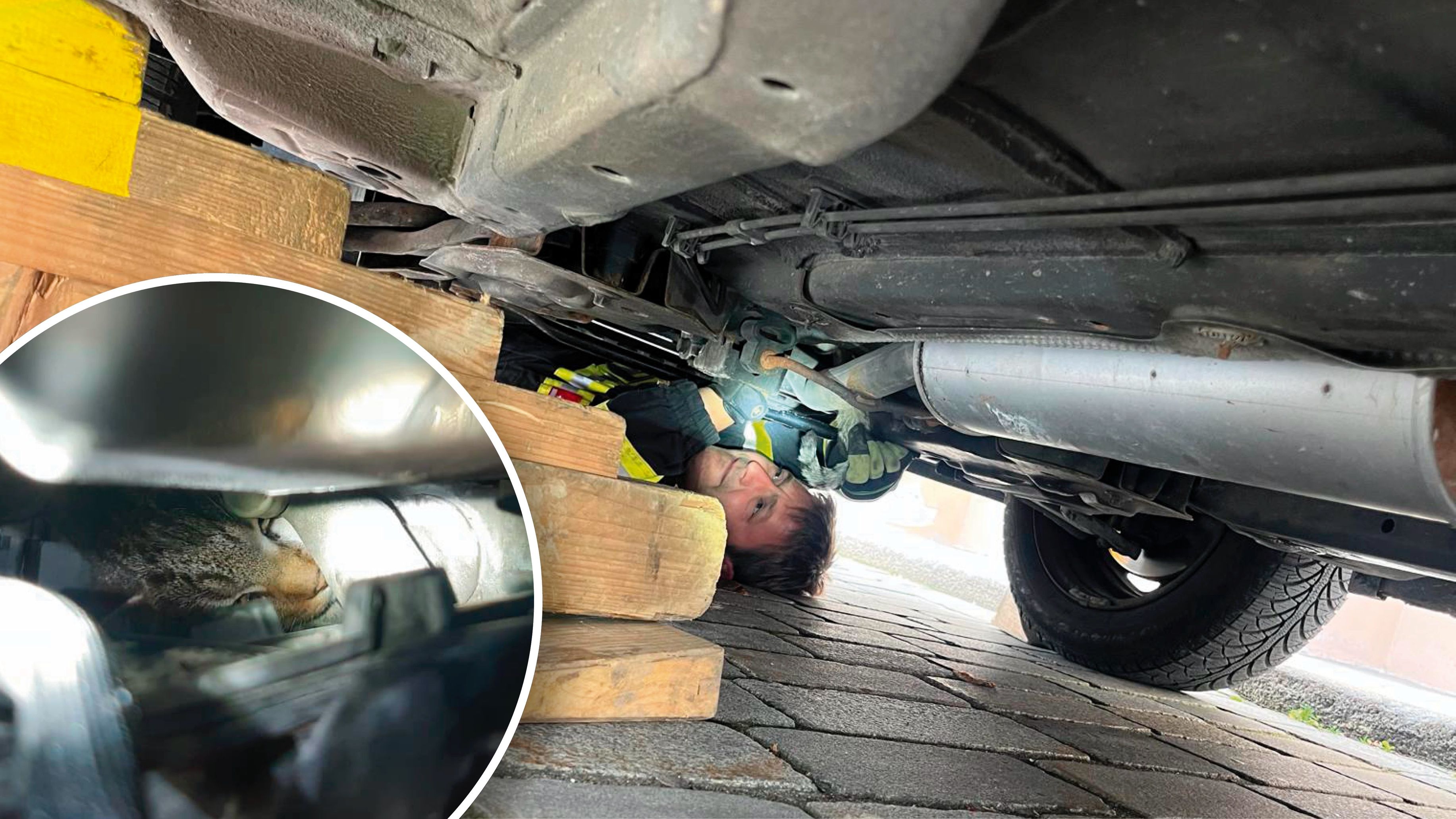 Heute.at - Noteinsatz: Diese Katze wollte sich nicht retten lassen