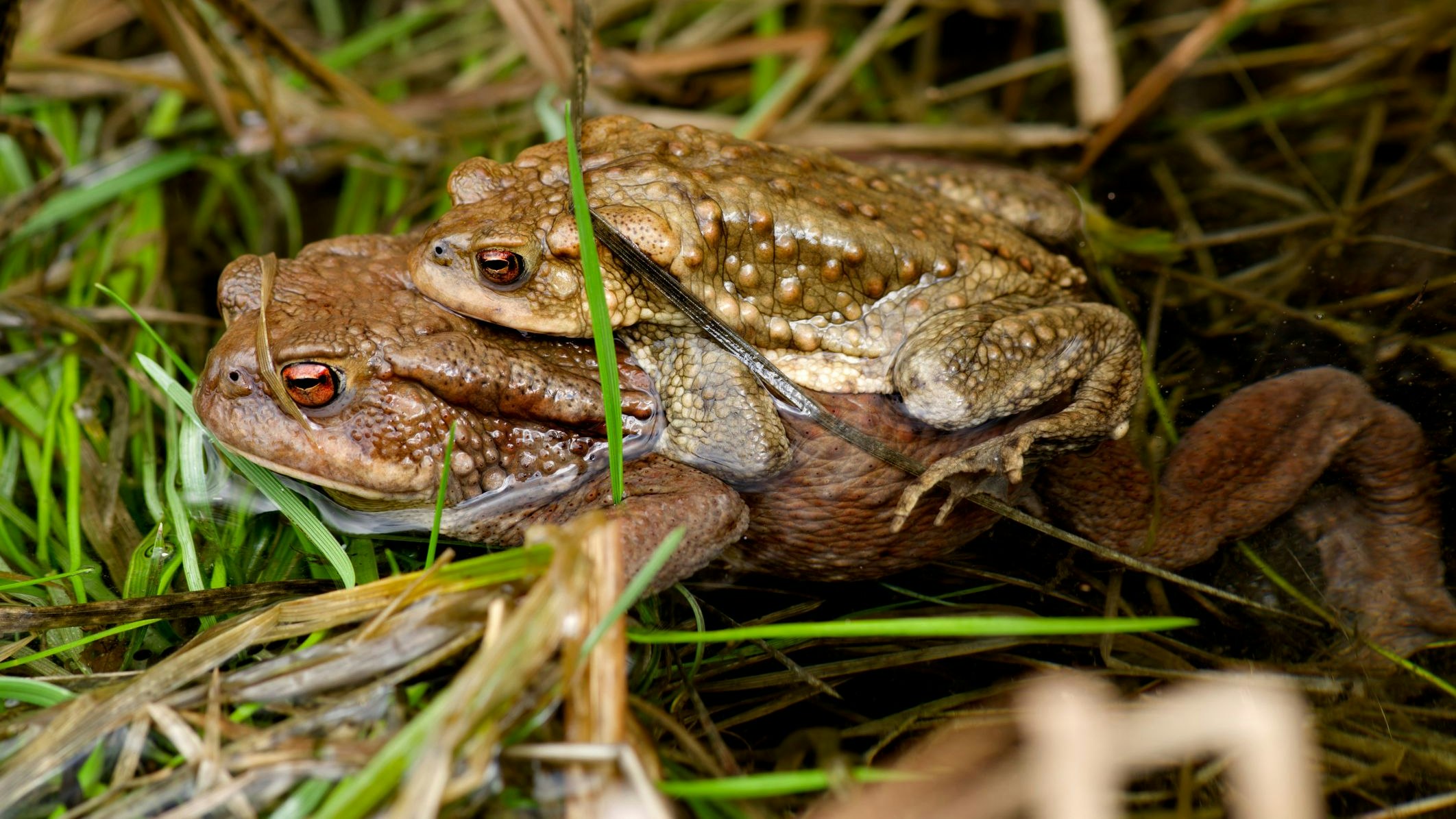 Bei den Erdkröten ist das Weibchen um einiges größer und trägt während der Paarungszeit das Männchen oft Huckepack bis zum Laichgewässer. 