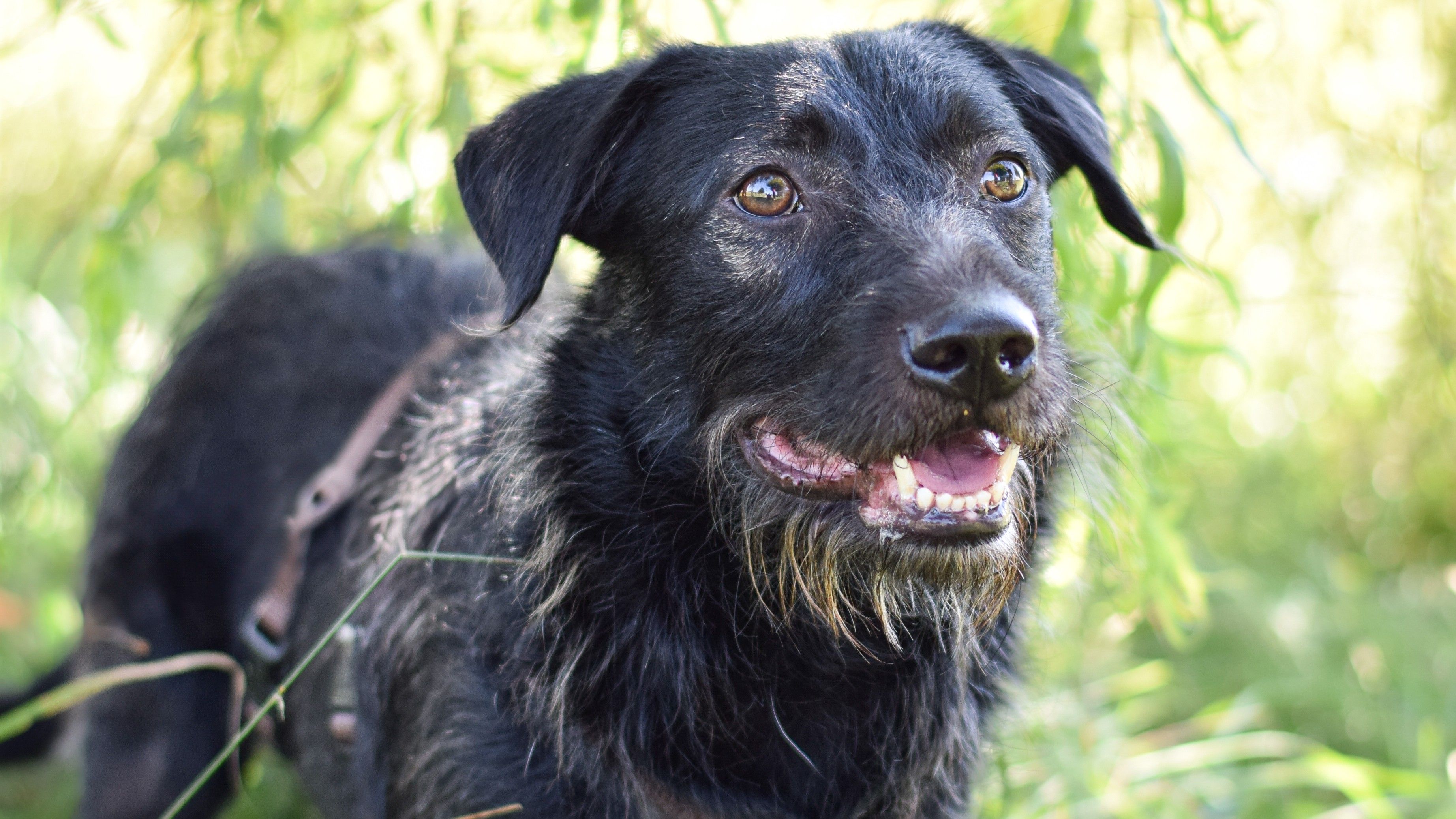 Wesely ist auf der Suche nach einem liebevollen Zuhause, in dem er alles bisher verpasste kleinschrittig nachholen darf.