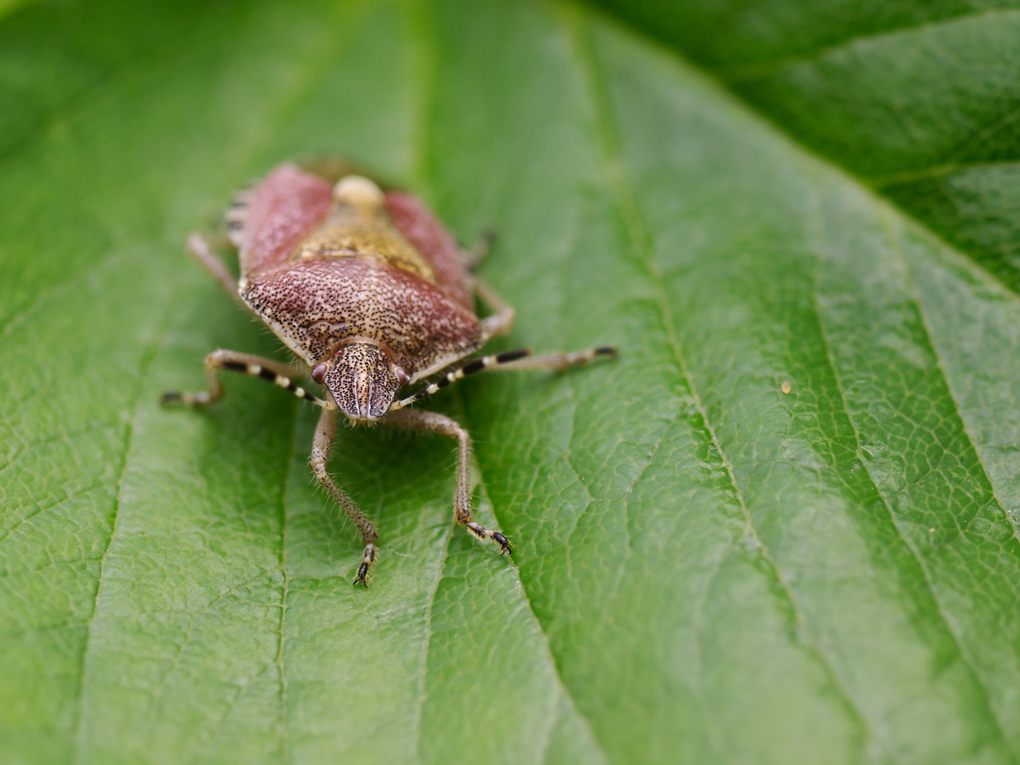 Heute.at - Alles stinkt! Diese Wanze kannst du nur einfrieren