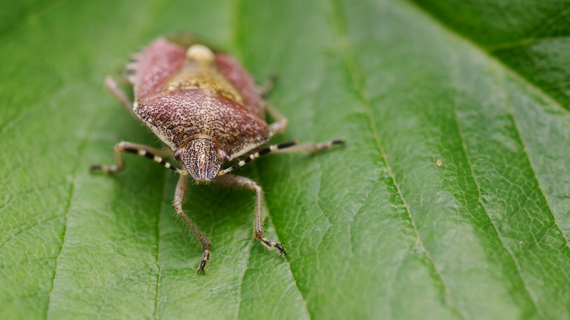 Heute.at - Alles stinkt! Diese Wanze kannst du nur einfrieren