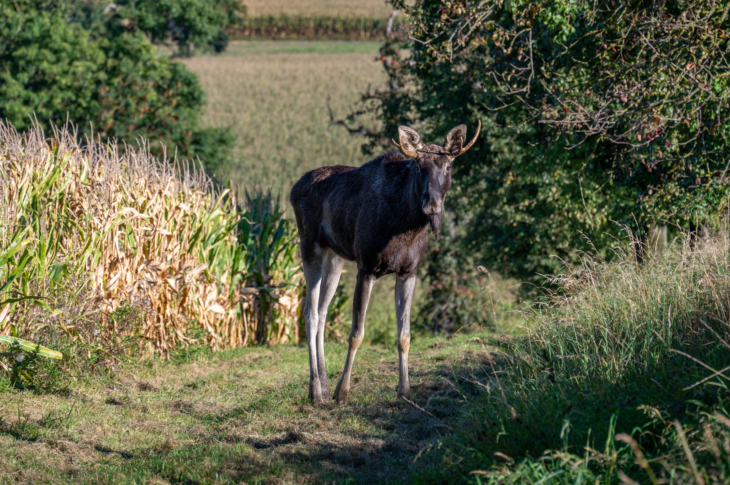Der Publikumsliebling war lange in Nieder- und dann in Oberösterreich unterwegs.