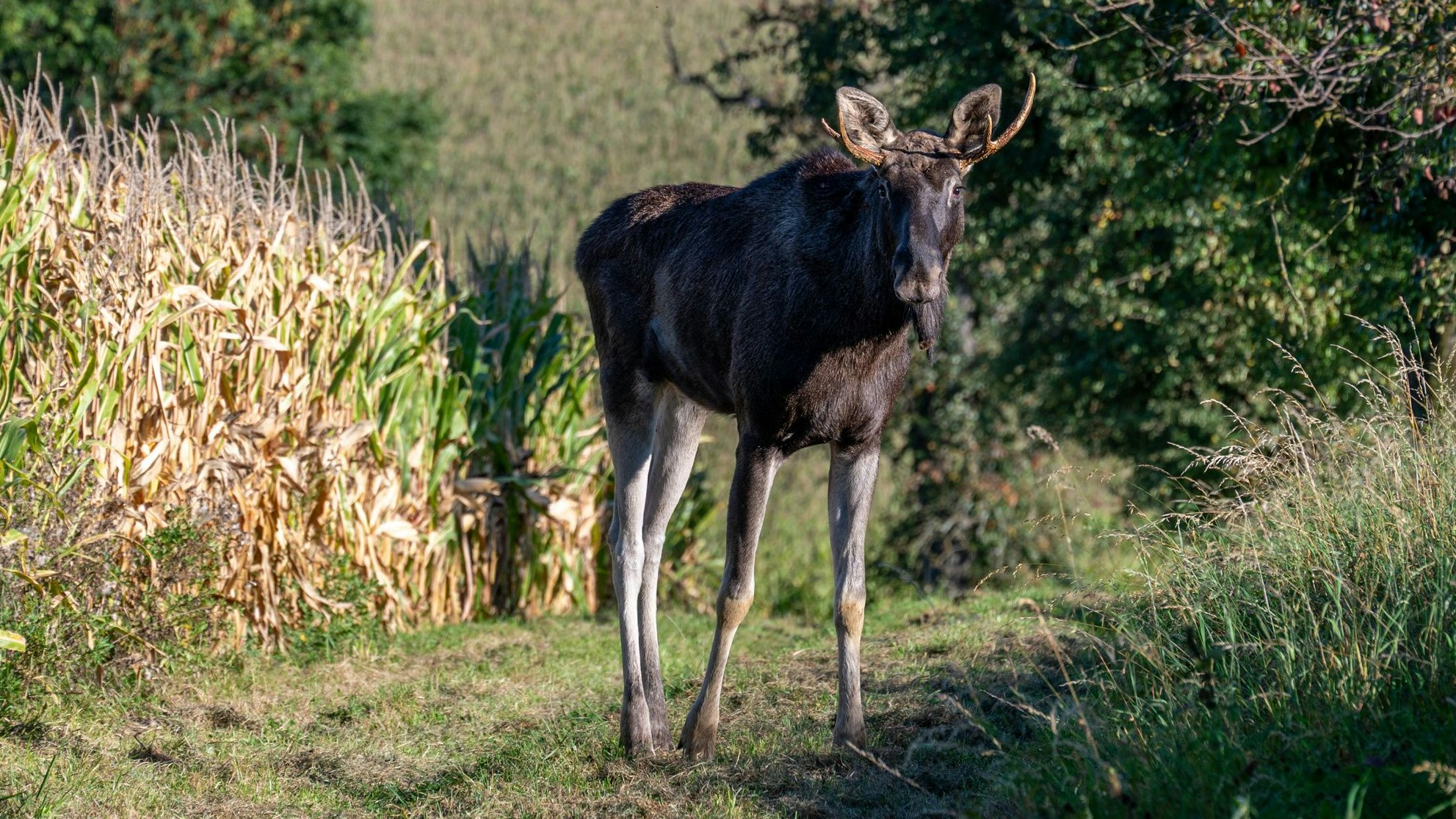 Heute.at - Emil vor einer Woche verschwunden – so geht es ihm