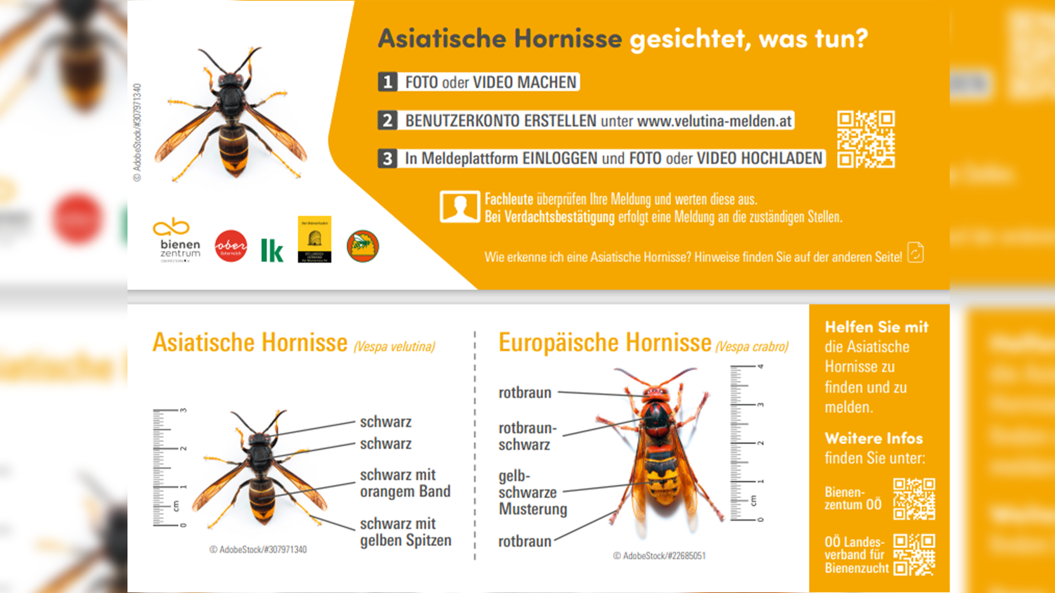 So erkennt man die asiatische Hornisse am Aussehen.