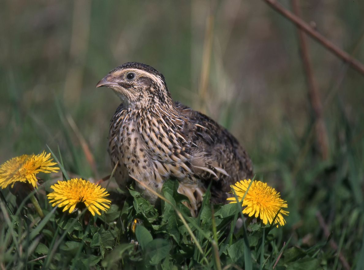 Die Wachtel ist der kleinste 
