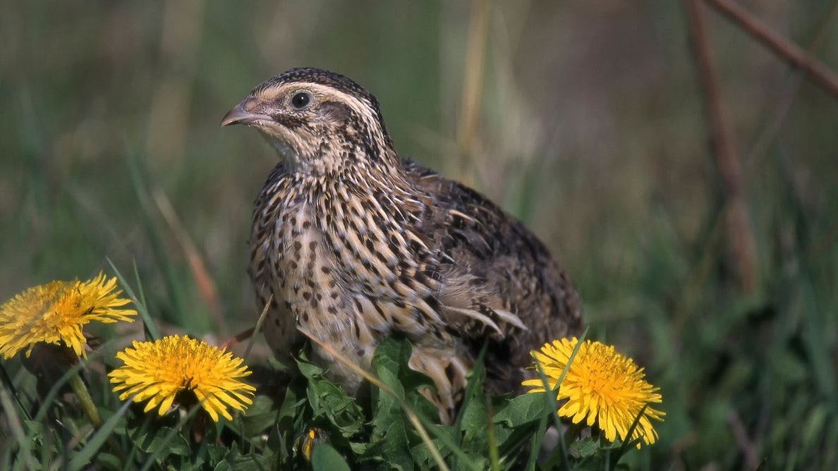 Heute.at - Nur dort erlaubt! Illegale Jagdpraktik in Burgenland?