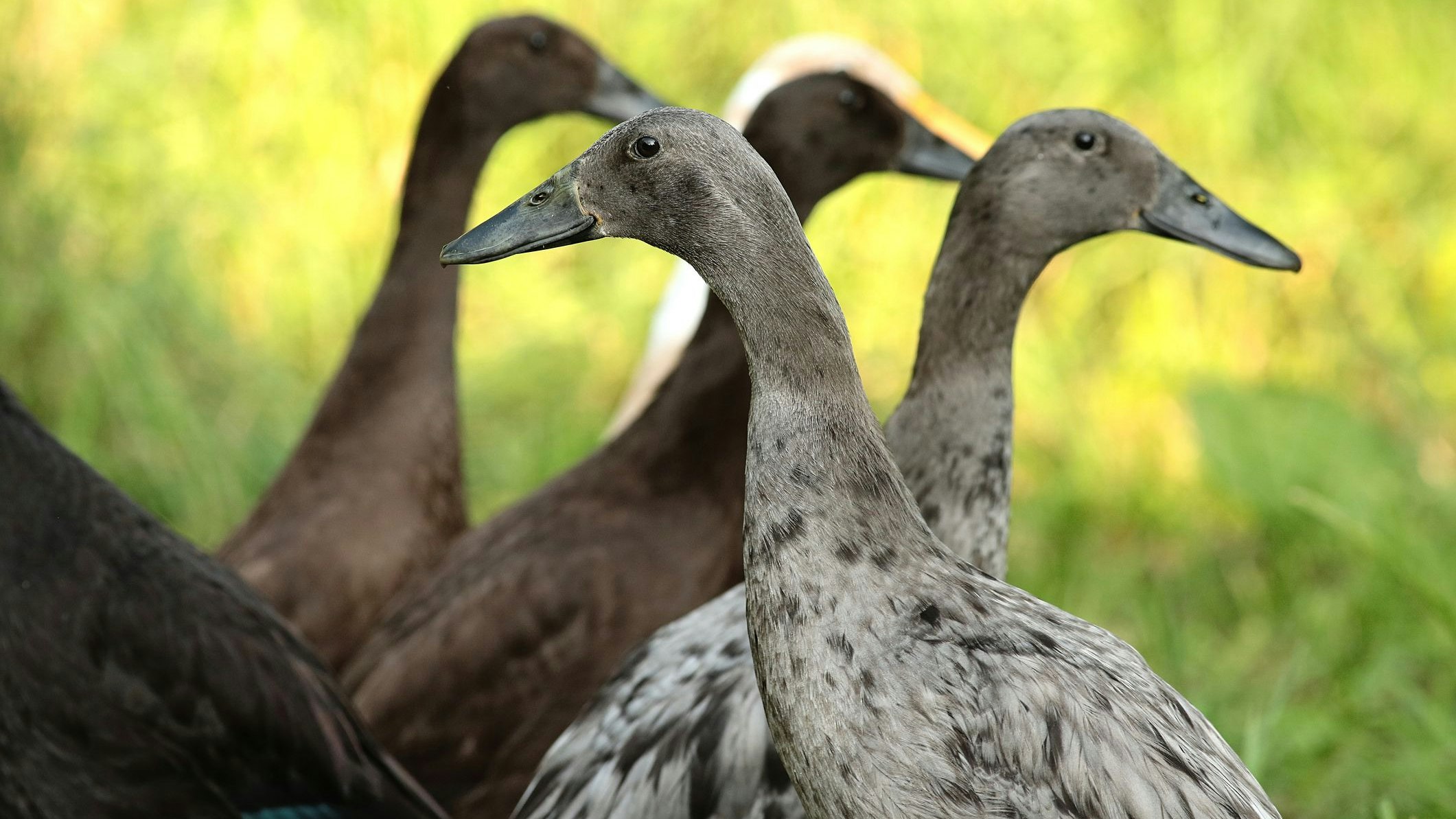 Ein Pärchen der Laufenten hält ungefähr 1000 Quadratmeter Garten schneckenfrei. Vorausgesetzt, es gibt Wasser, wo die Mahlzeit kurz gewaschen werden kann. 