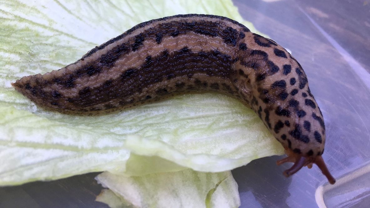 Sogenannte "Tigerschlegel" sind Kannibalen und fressen keine Pflanzen sondern andere Nacktschnecken, weshalb man die im Garten unbedingt willkommen heißen soll.