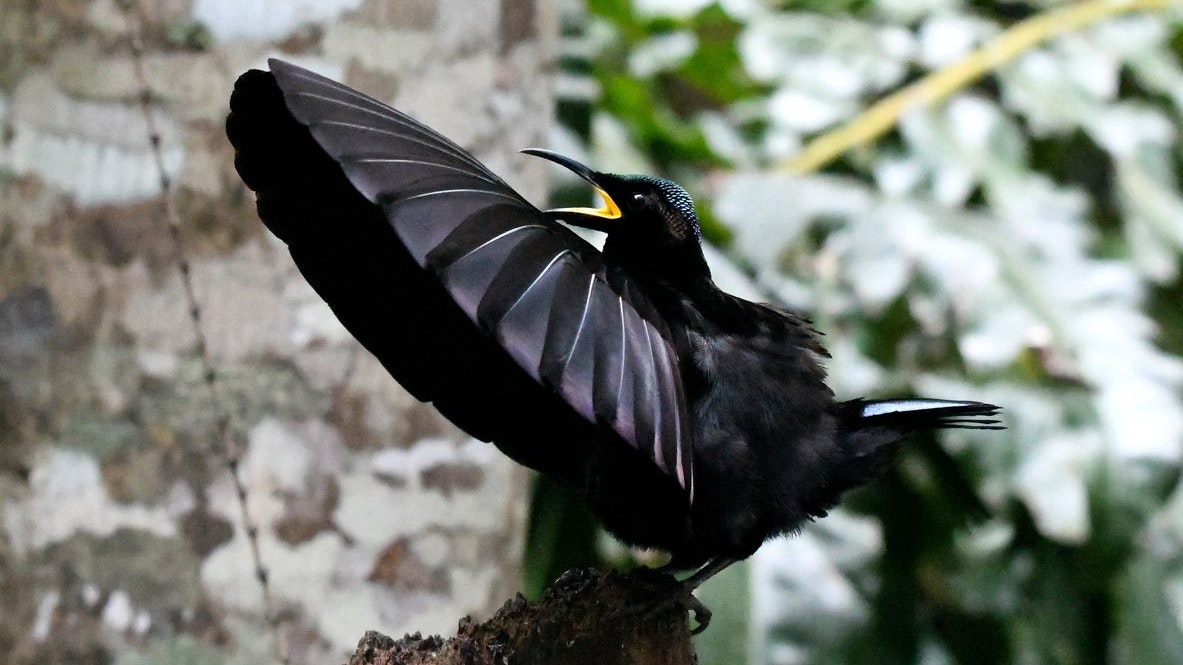 Der Rhythmus ist für die Mädchen nicht so wichtig, nur die Intensität. 