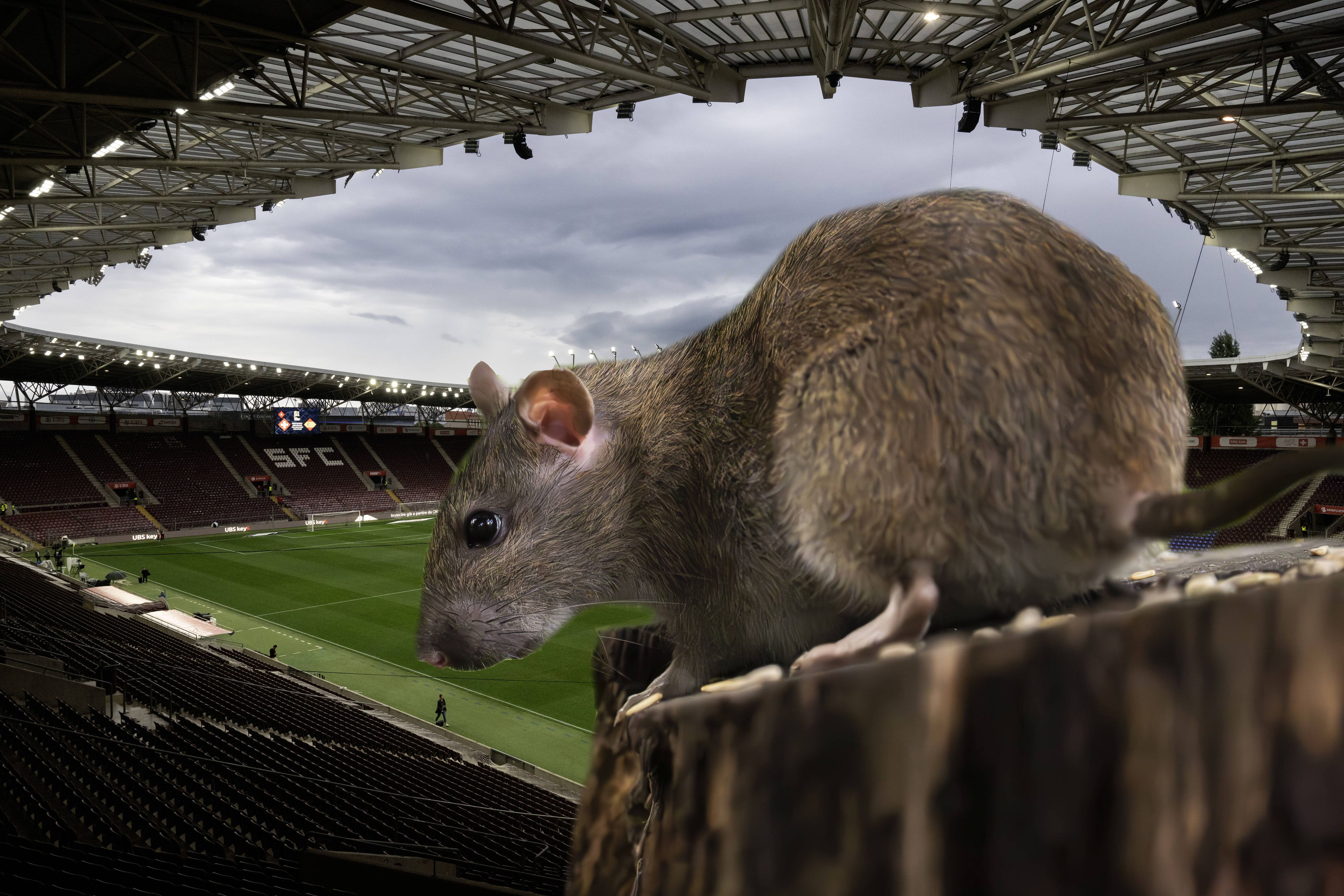 Ratten treiben im Stade de Geneve ihr Unwesen.