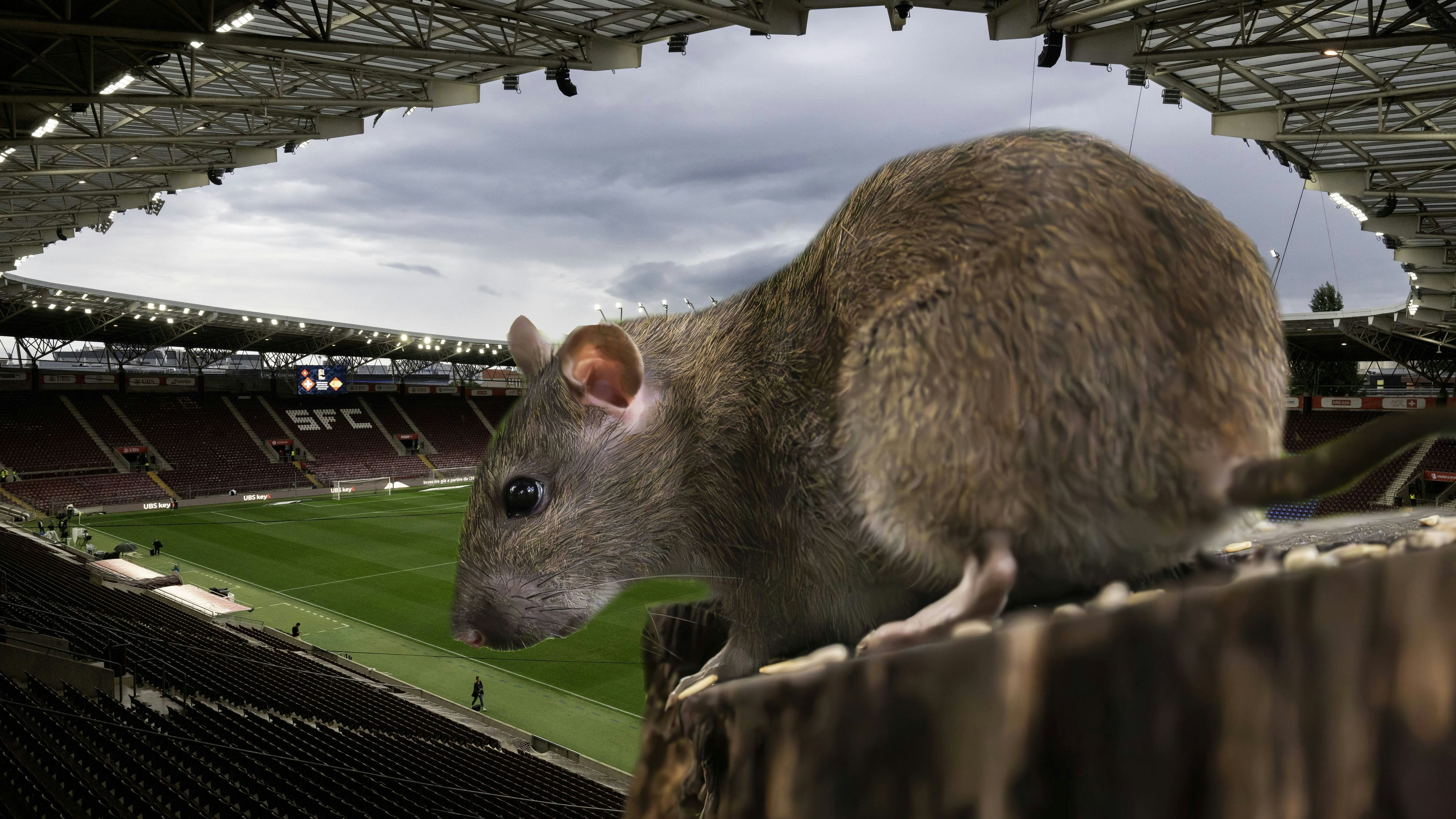 Heute.at - Rattenplage im Stadion! Experte will Quali-Hit retten