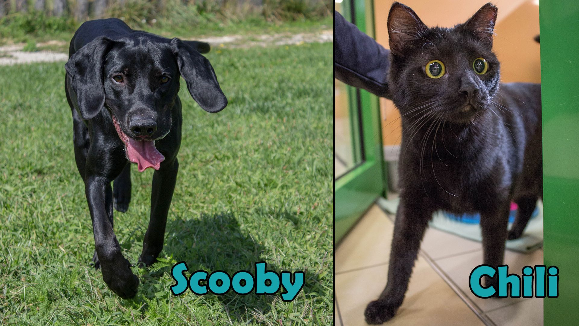 Diese entzückenden zwei Tiko-Bewohner hätten so gerne ein liebevolles Zuhause.