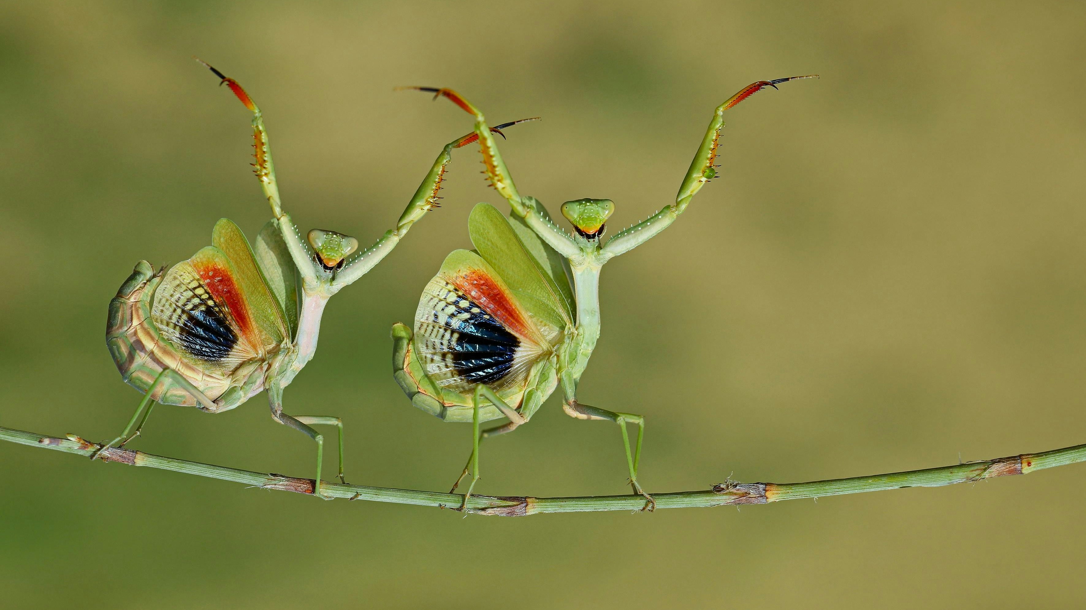 Gesamtsieger wurde Hasan Baglar mit einer Makroaufnahme von Gottesanbeterinnen.
