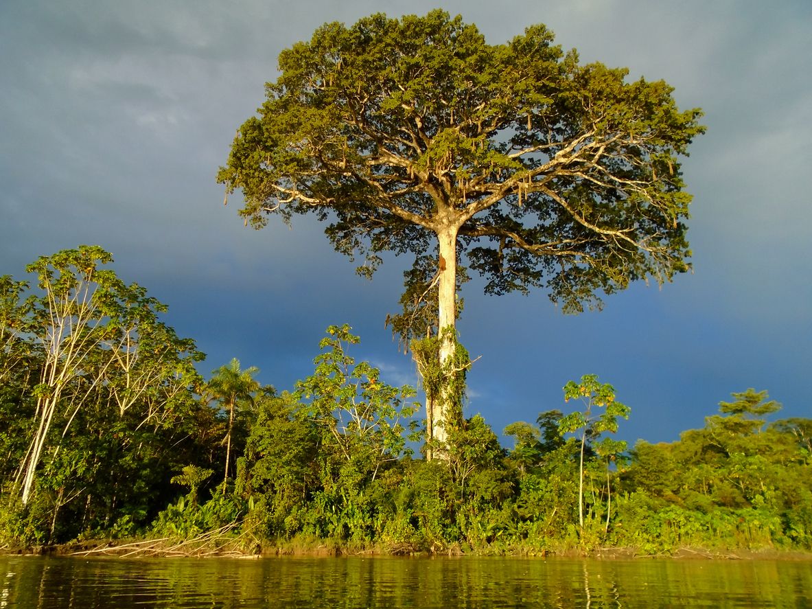 Die Bäume im Amazonas-Gebiet in Südamerika werden immer höher (am Foto: Baum am Rio Napo).