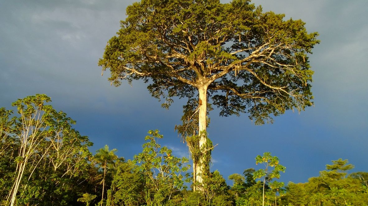 Heute.at - Kurioser Klima-Effekt – Bäume wachsen in den Himmel