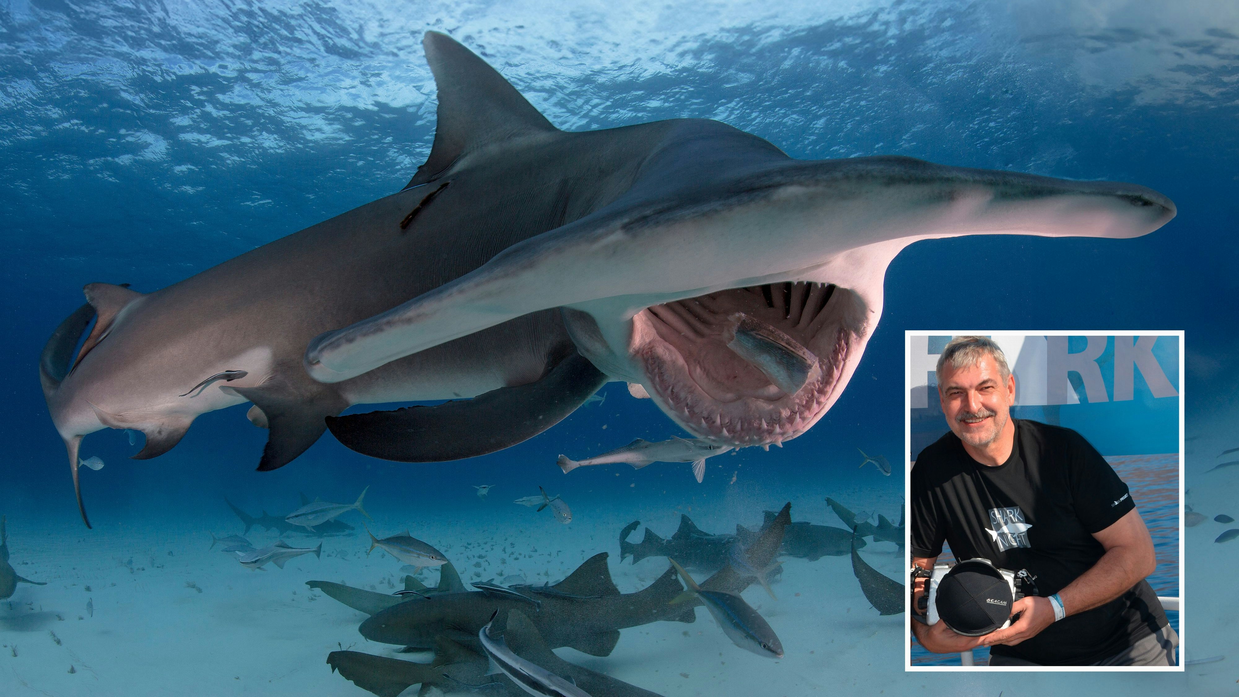 Heute.at - Hammerhai schnappt Fisch – Preis für spektakuläres Foto