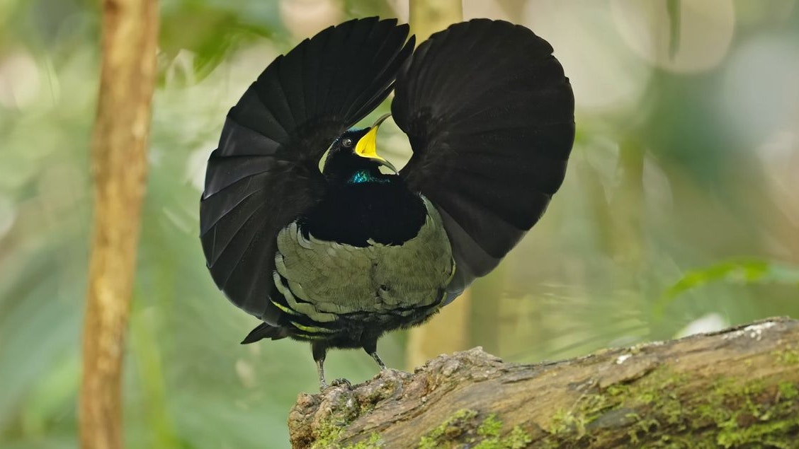 Heute.at - Let's Dance! Vogeldamen wollen nur die besten Tänzer