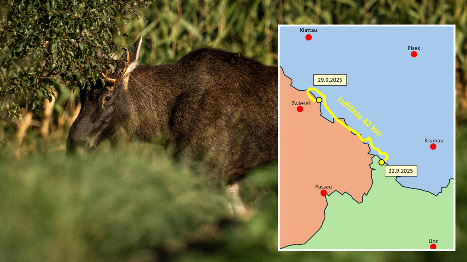 Seit seiner Aussetzung hat 