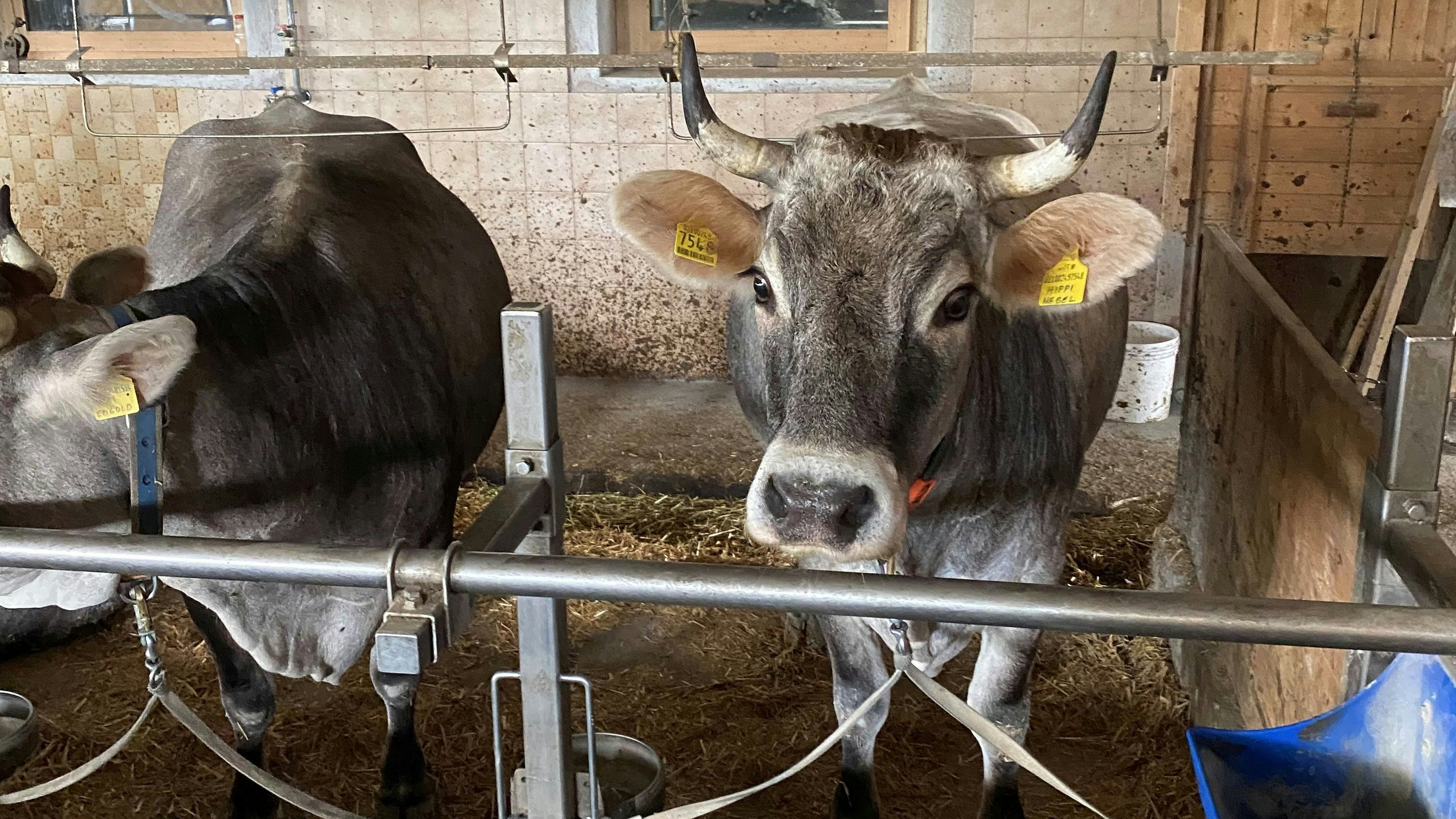 Das Original Südtiroler Grauvieh gilt seit 2004 als vom Aussterben bedroht.