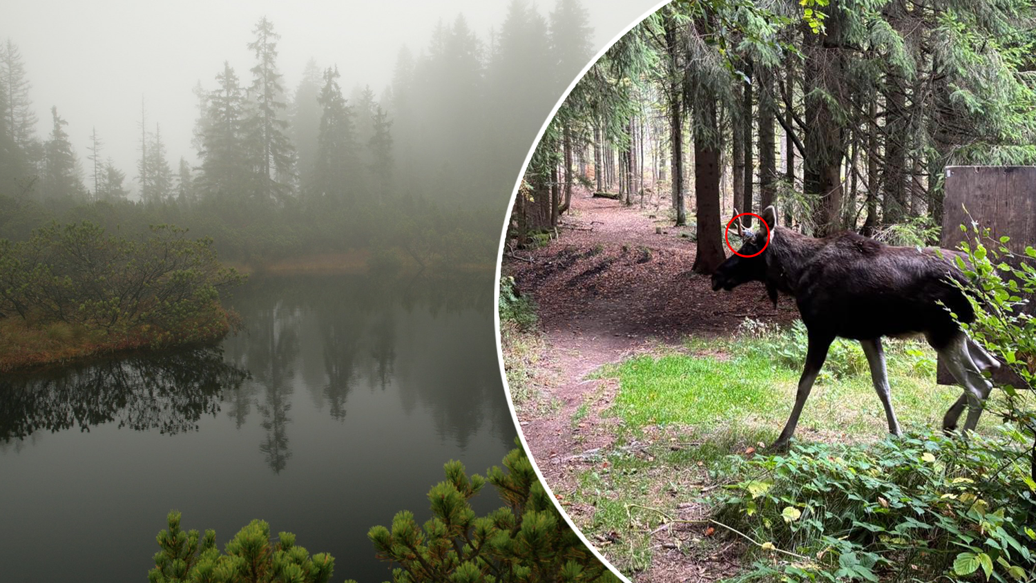 Jetzt ist er offline! Nur wenige Tage nach seiner Aussetzung im Böhmerwald ist die Batterie in Emils GPS-Sender an seinem Geweih wohl leer.