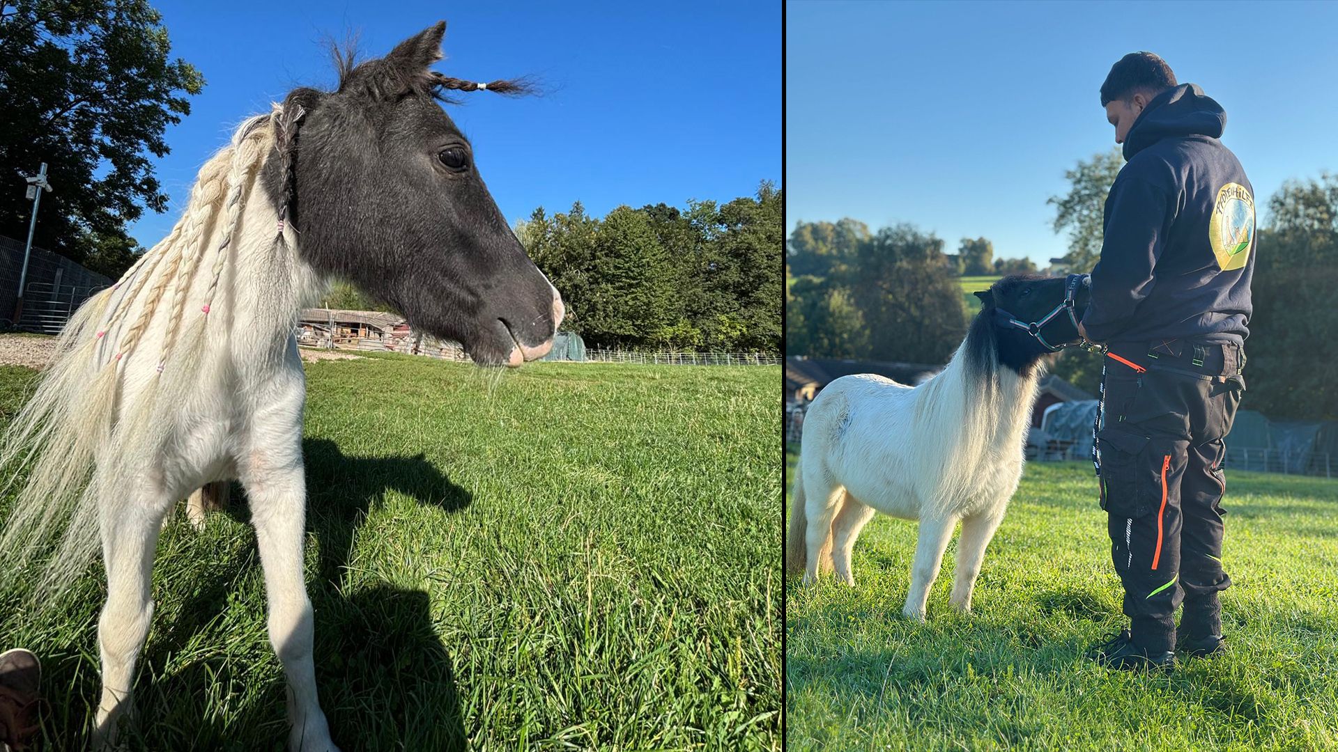 "Helene" hat jetzt auf jeden Fall einen wunderbaren Lebensplatz bei der Pfotenhilfe.