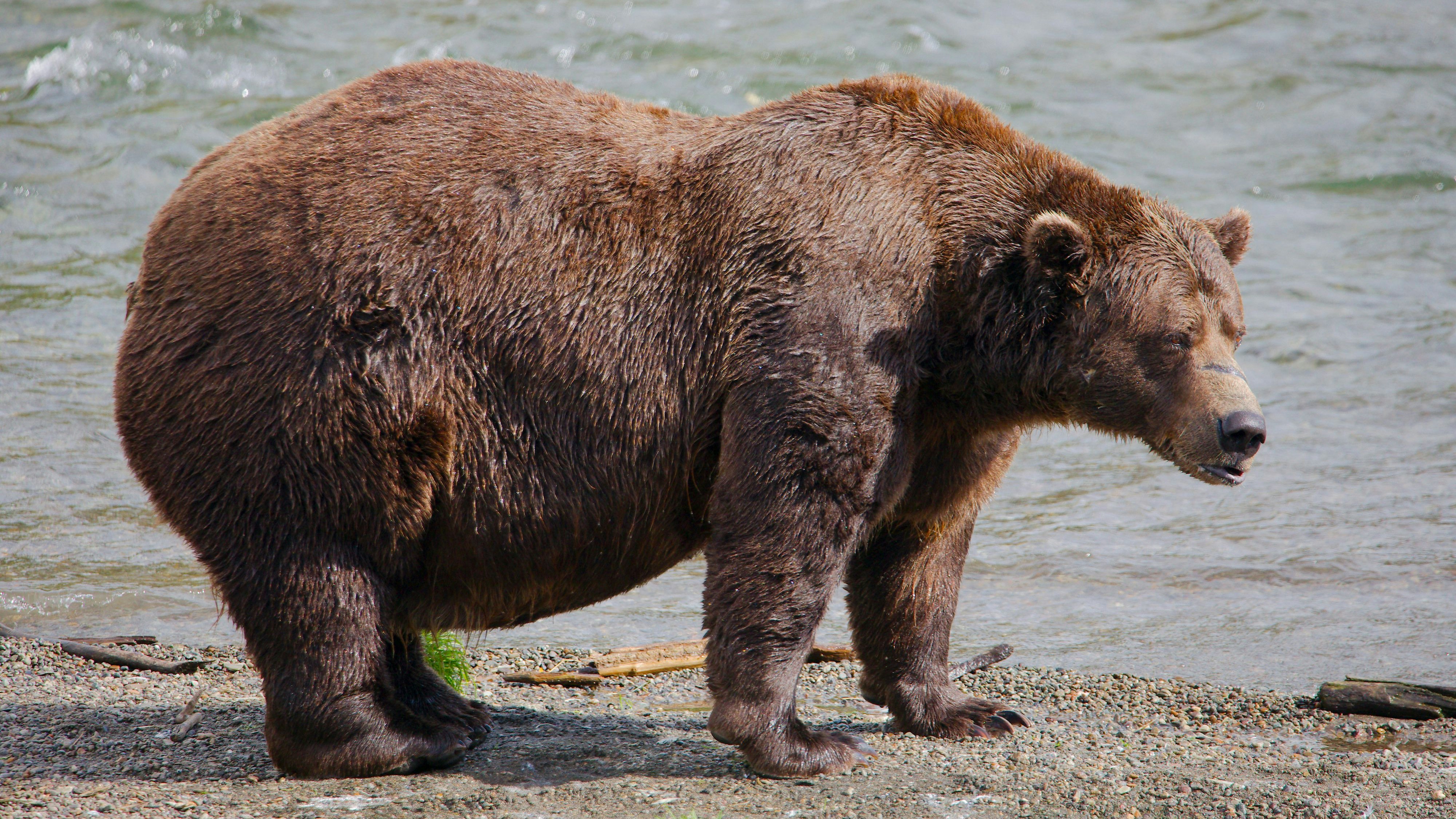 Heute.at - Gewonnen! Chunk ist der dickste Bär der Welt
