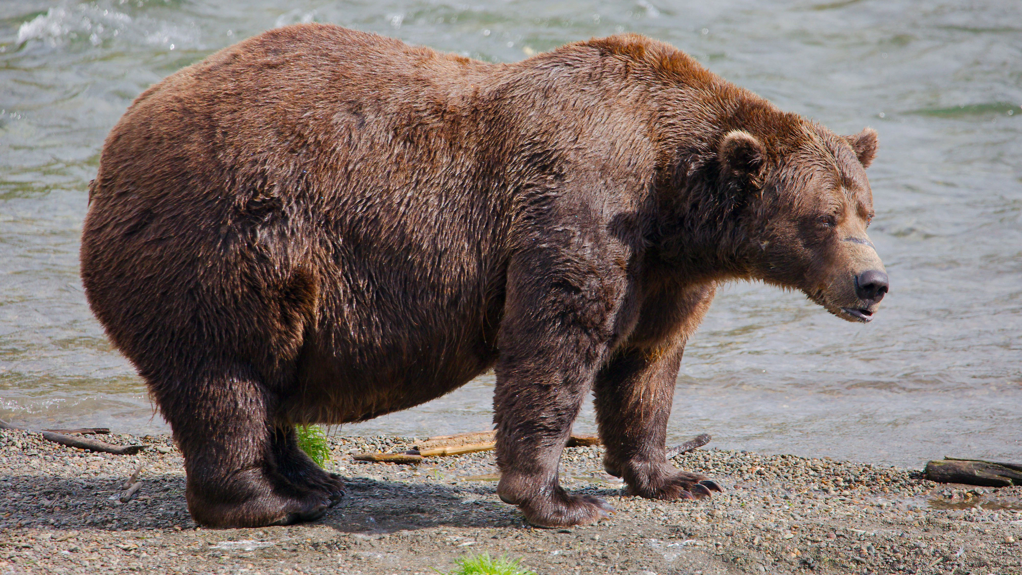 Zum ersten Mal hat Braunbär "Chunk" den "Fat Bear Contest" in Alaska gewonnen. 