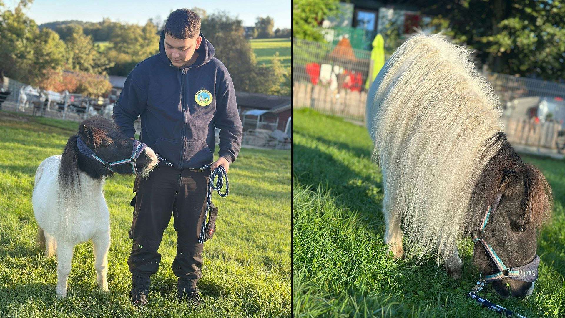 Heute.at - Nach Hunden und Katzen werden jetzt Ponys ausgesetzt