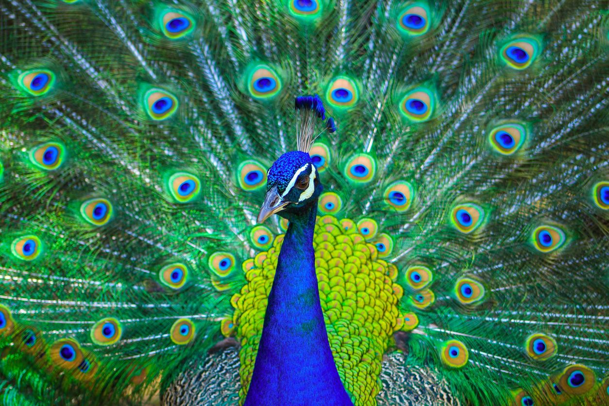 In Florida sind Pfauen sehr weit verbreitet. 