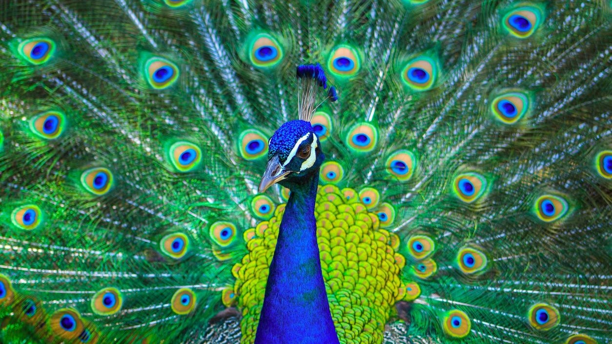 Heute.at - Als Lektion für Nachbarin – Besitzer isst eigene Pfauen