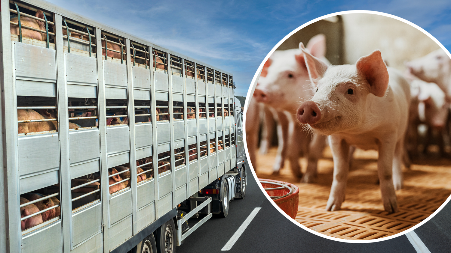 Heute.at - Massiv überladen: Lkw mit gleich 730 Ferkeln gestoppt